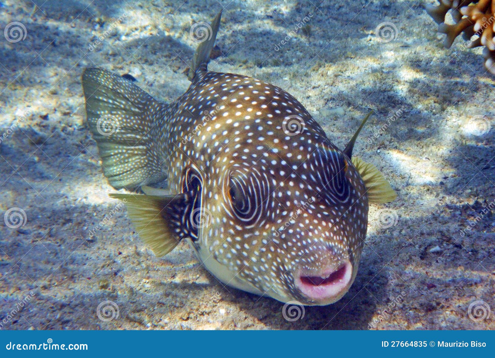 Pufferfish stock image. Image of underwater, balloonfish 27664835