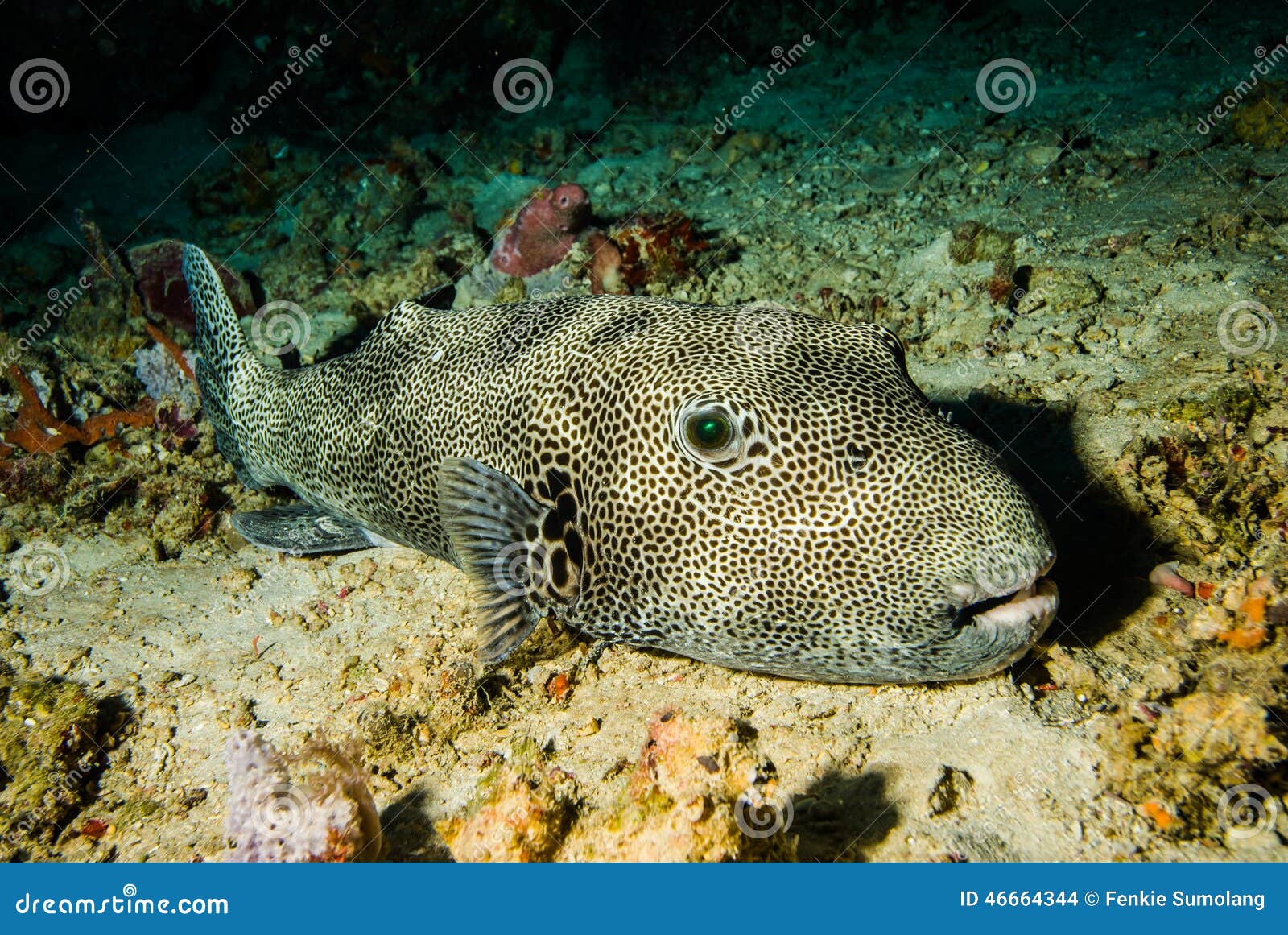 pufferfish arothron mappa resting on the substrate in derawan, kalimantan, indonesia underwater photo