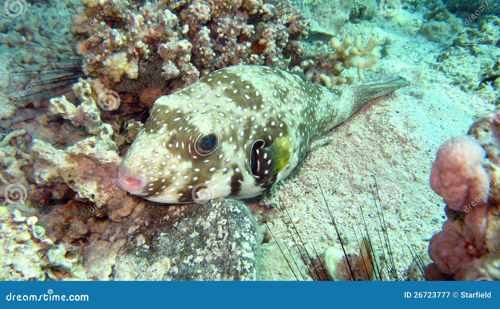 Pufferfish Gigante O Pufferfish De Mbu Imagen de archivo Imagen de