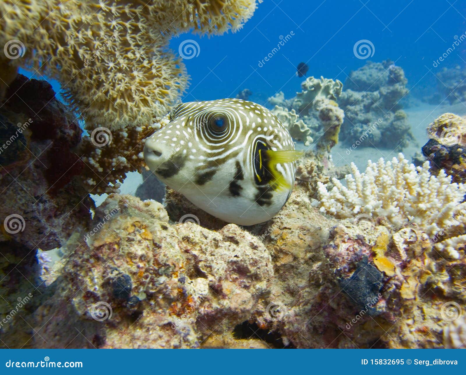 Pufferfish in the red sea stock image. Image of scuba 15832695