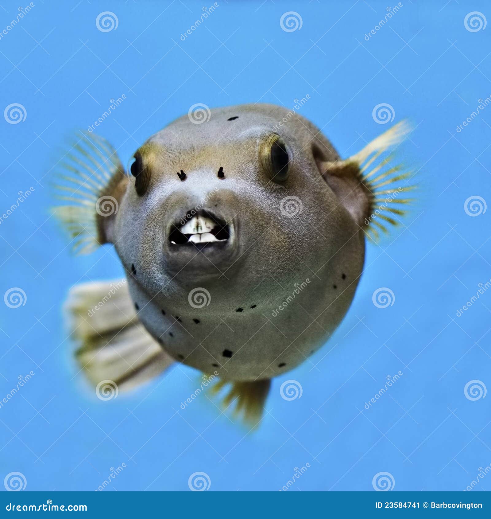 Pufferfish, Seal Face Puffer Fish. Stock Image - Image of ocean, peaceful:  23584741