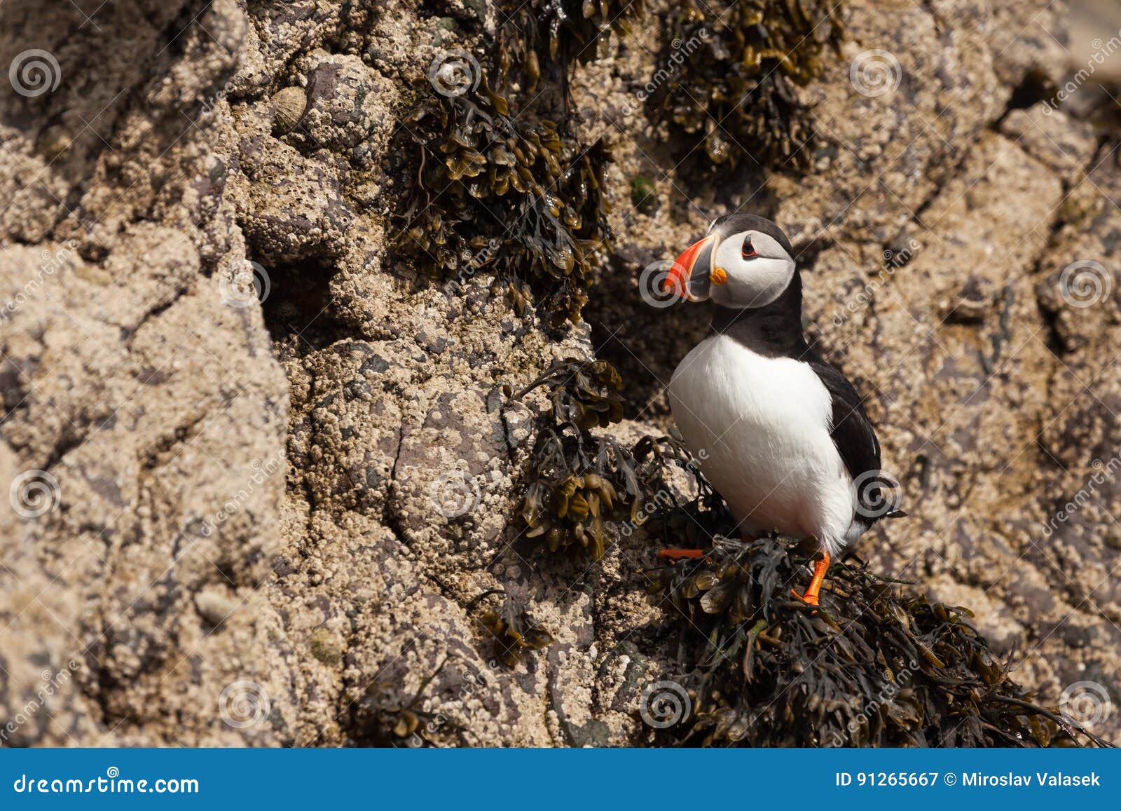 Ένα puffin από ένα λαγούμι σε έναν απότομο βράχο, νησιά Treshnish, Σκωτία