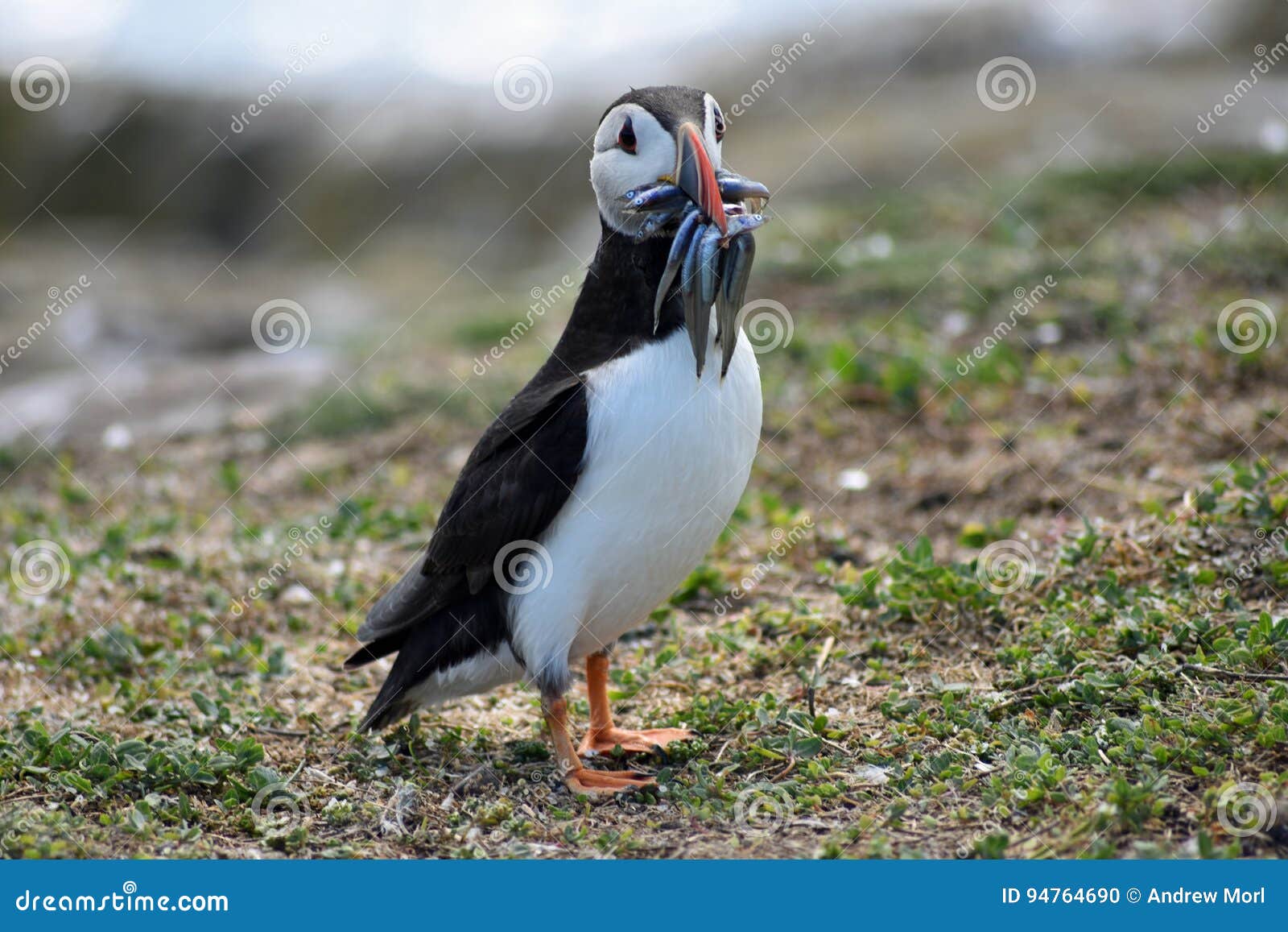 Puffin. Papageientaucher mit dem Mittagessen in seinem Schnabel