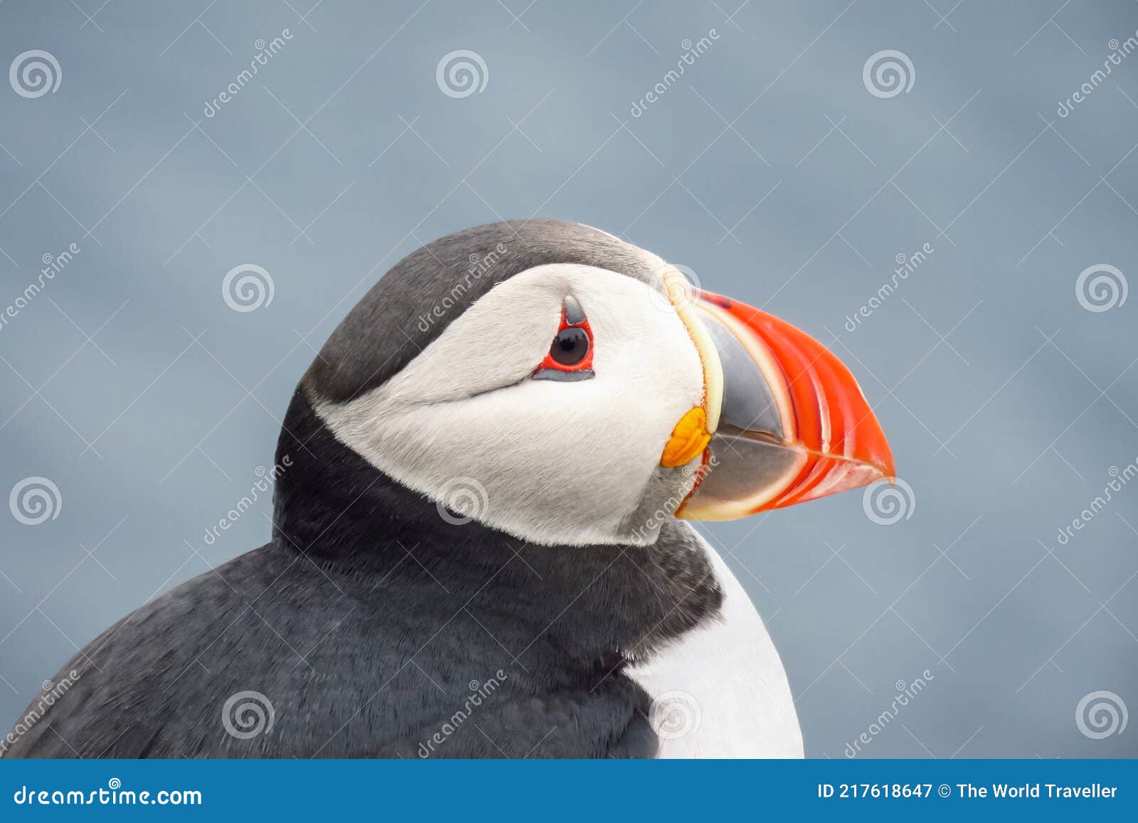 Atlantic Puffin - Fratercula arctica - Birds of the World