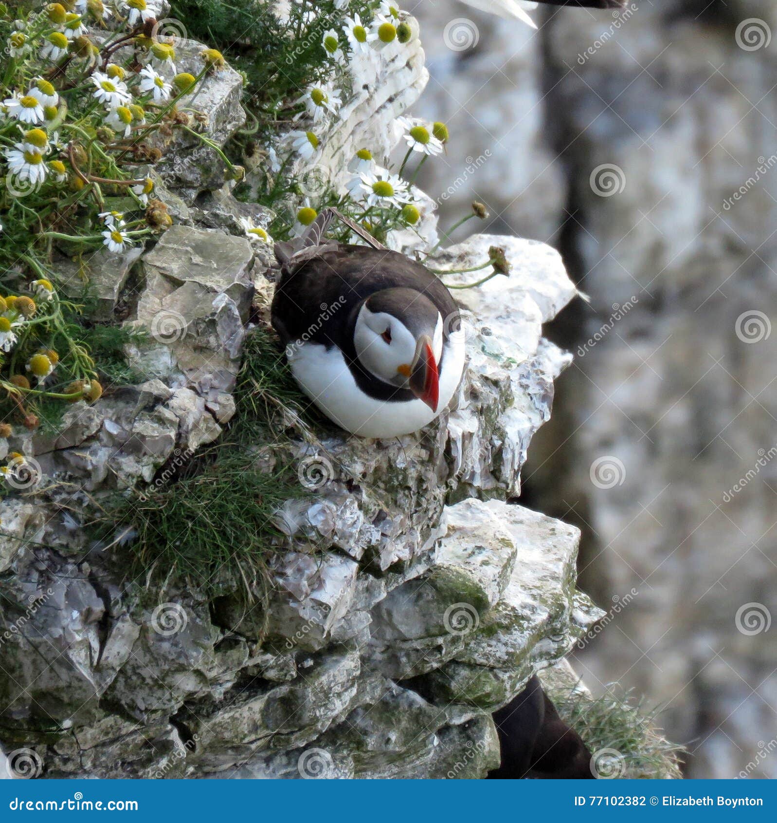 Puffin on a Cliff stock photo. Image of plumage, wild Biology Diagrams