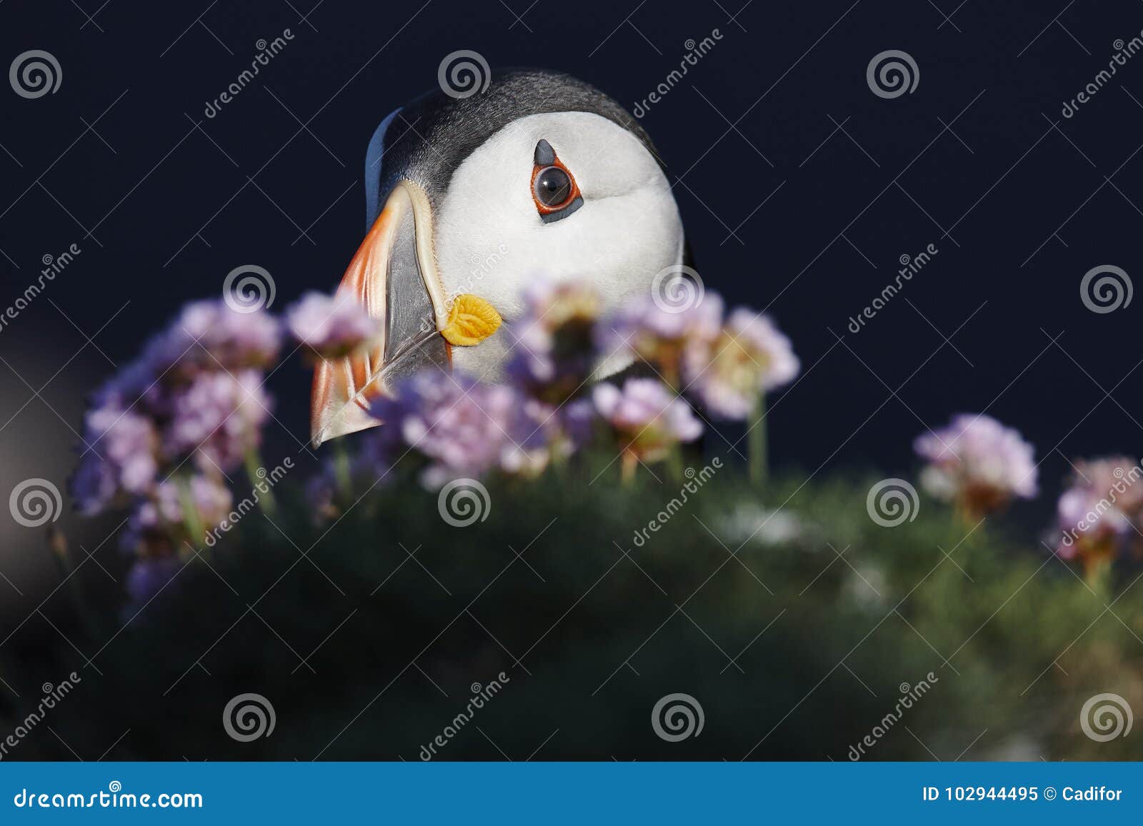 Puffin stock image. Image of black, cliff, head, bird Biology Diagrams