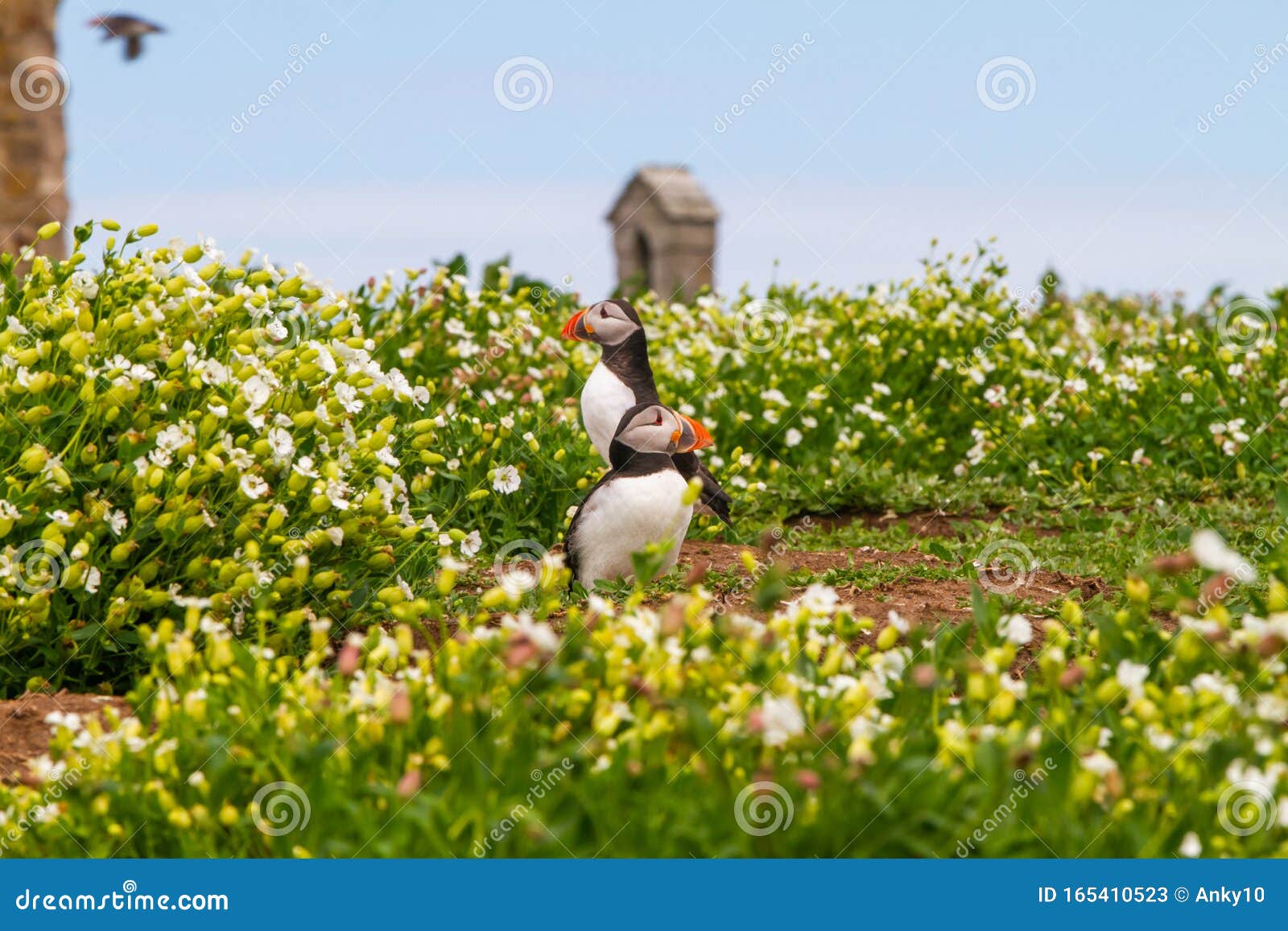 puffins among white flowers in farne islands