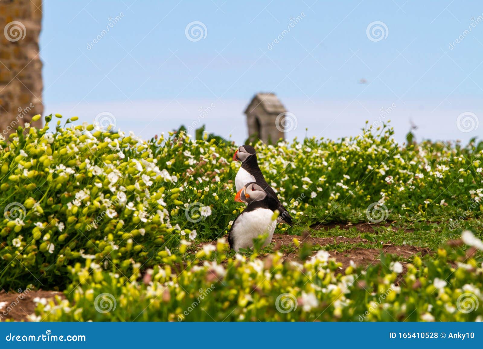 puffins among white flowers in farne islands