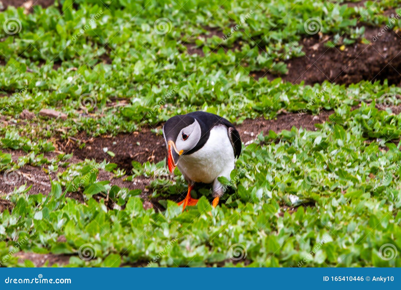 puffin among white flowers in farne islands