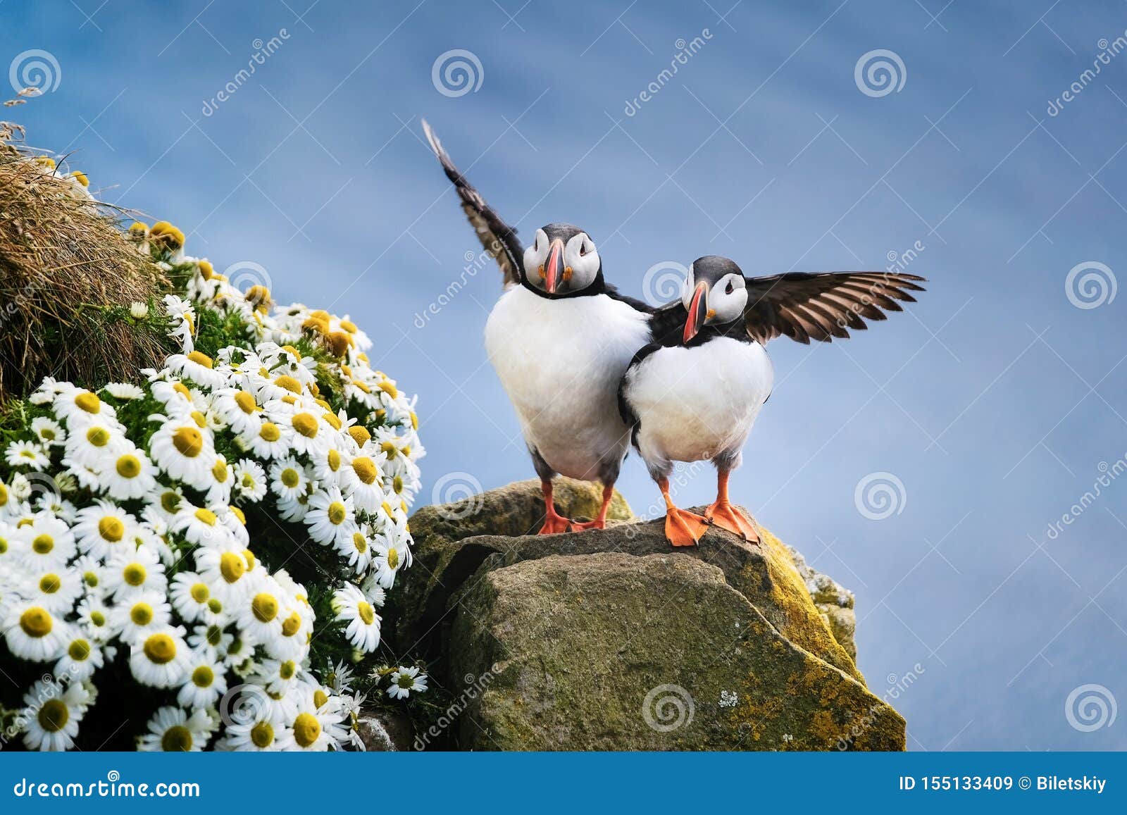 5,945 Iceland Animals Stock Photos - Free & Royalty-Free Stock Photos from Dreamstime 5,945 Iceland Animals Stock Photos - Free & Royalty-Free Stock Photos from Dreamstime