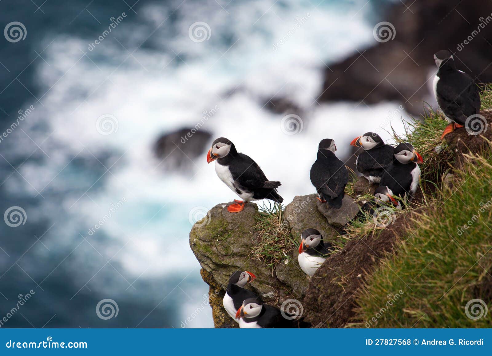 Puffins on a sea cliff stock photo. Image of island, coast Biology Diagrams