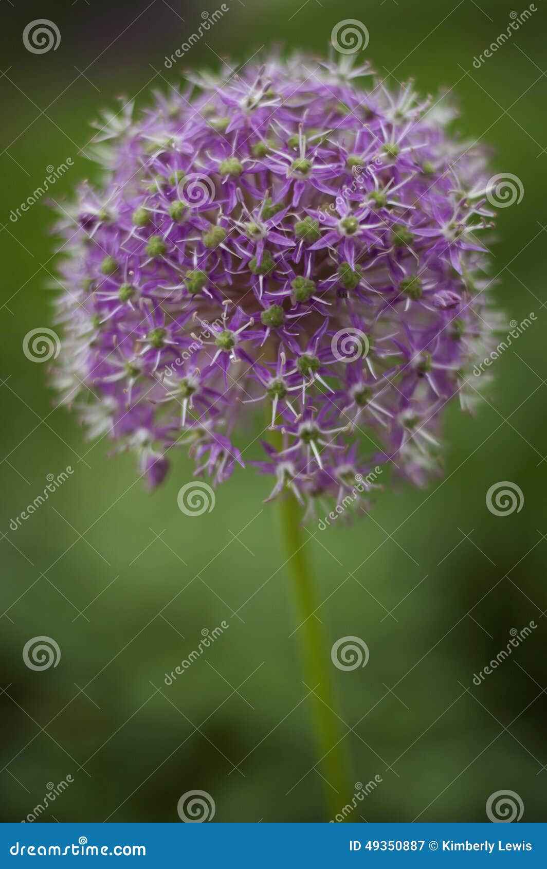 Puffy purple flower. stock image. Image of puffy, nature 49350887