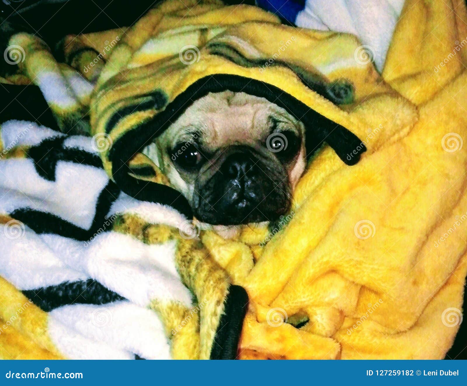 Pug in Blanket stock photo. Image of fleece, adorable 127259182