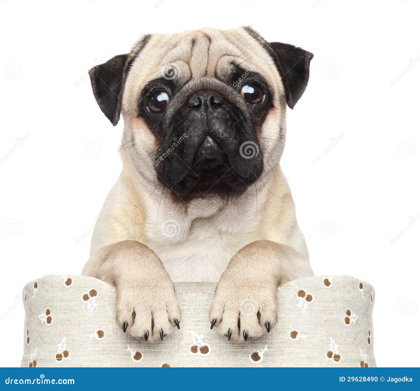 Pug In Basket Stock Photo Image 29628490