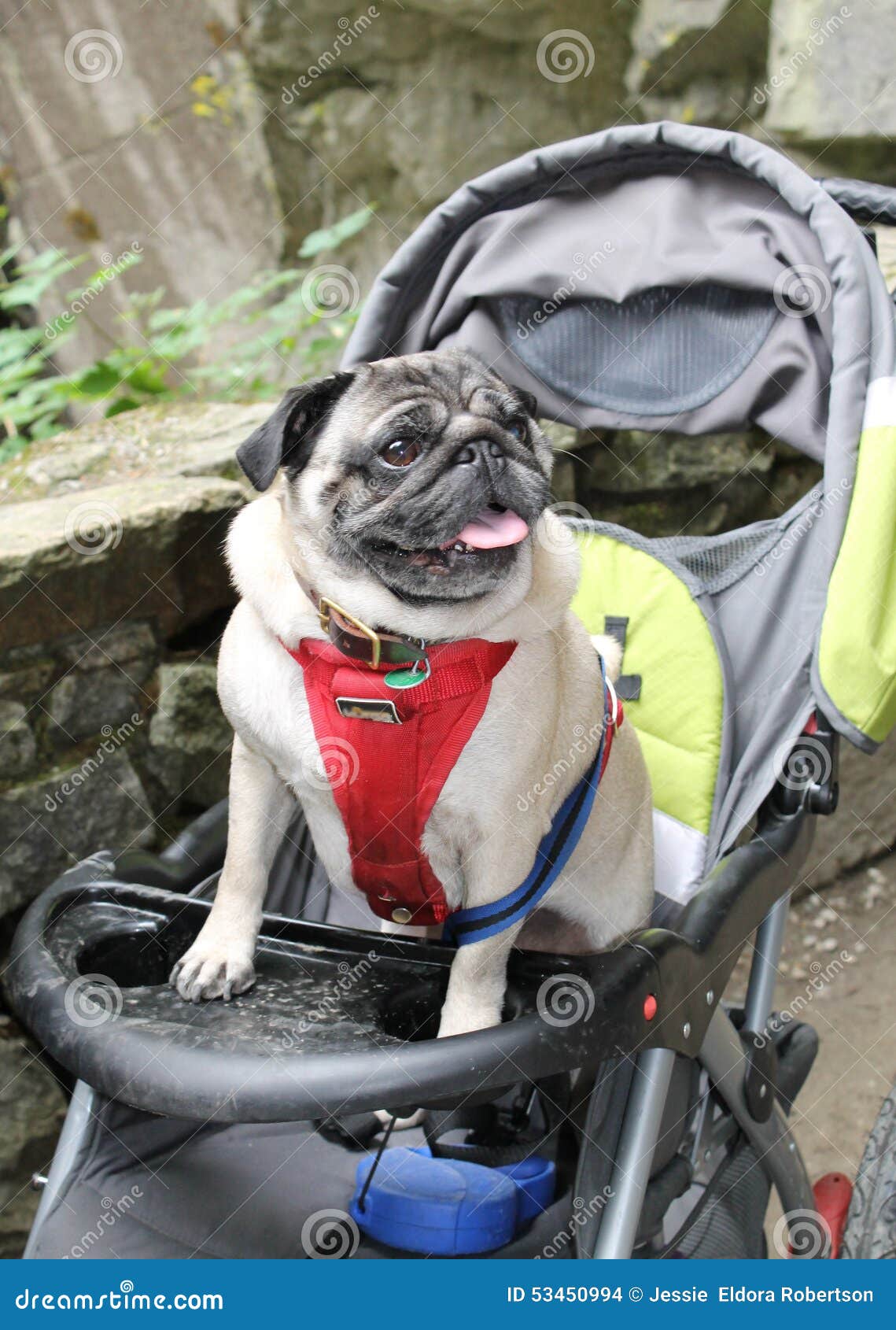 pug stroller