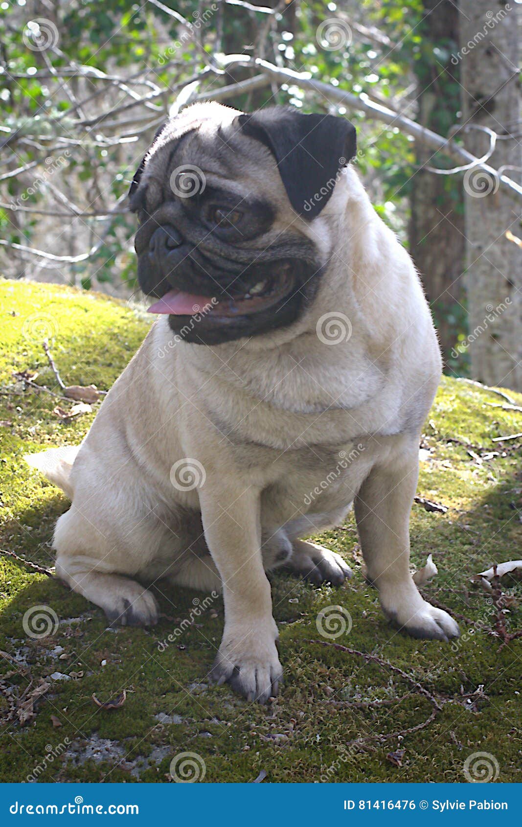Pug in the country stock photo. Image of green, adorable 81416476