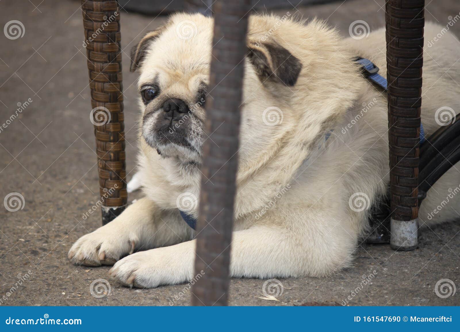 Pug Dog Dog Of Chinese Origin Resting Under The Feet Of The Chair