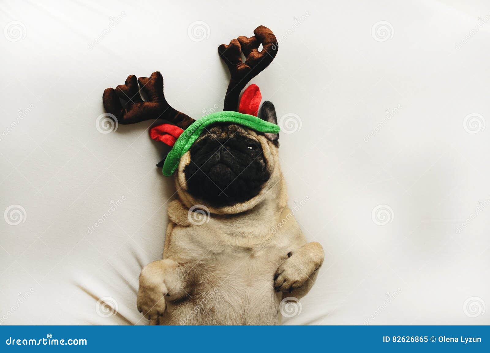 Pug Dog in Christmas Costume Stock Image Image of postcard, puppy