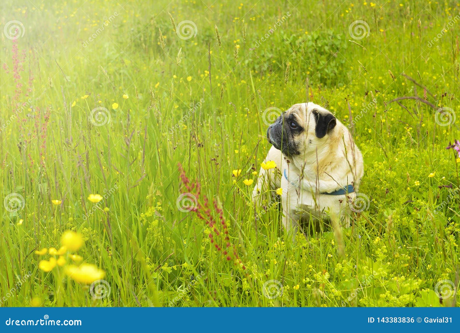 pug nature