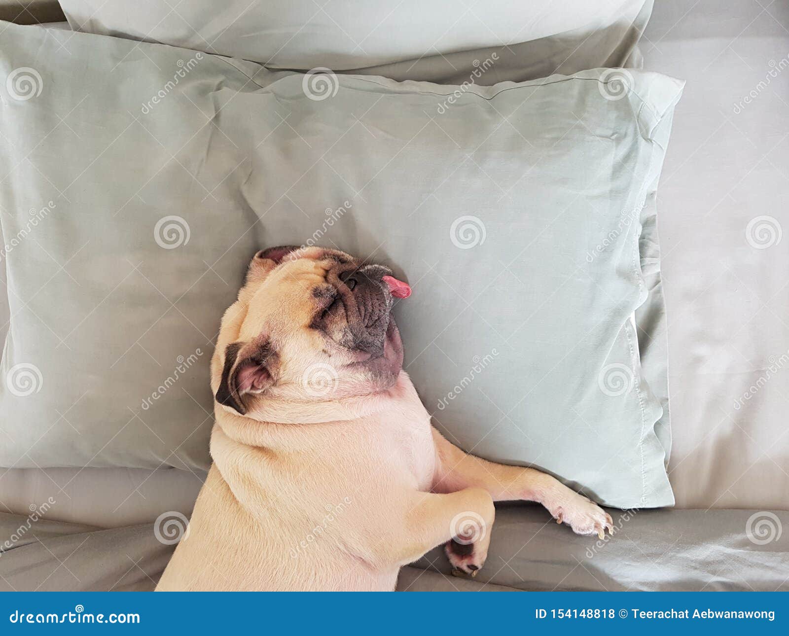 pug dog having a siesta an resting in bed on the pillow on his back , tongue sticking out looking very funny