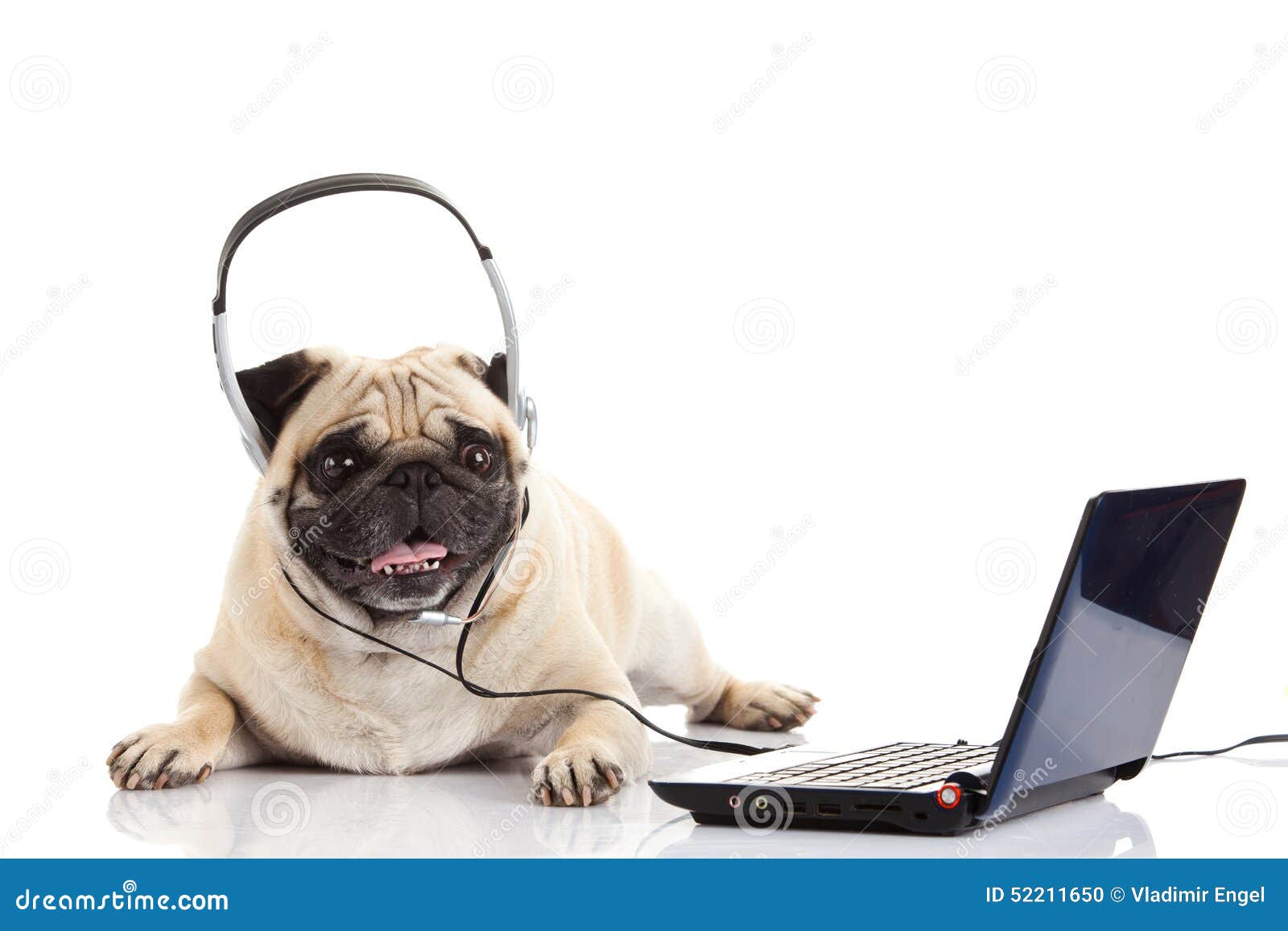 Pug Dog With Headphone Isolated On White Background Callcenter Computer ...