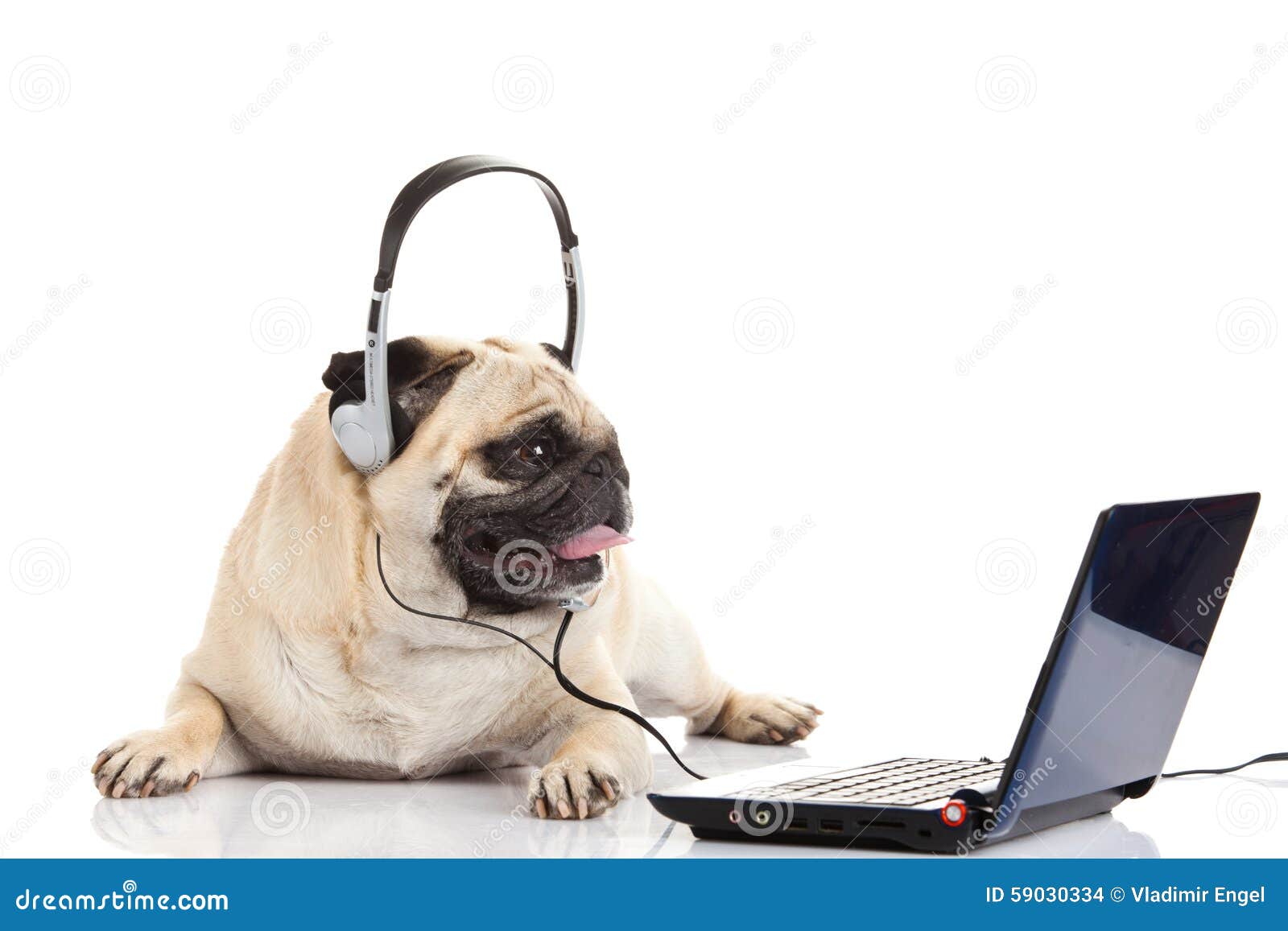 Pug Dog with Headphone Isolated on White Background Callcenter Stock ...