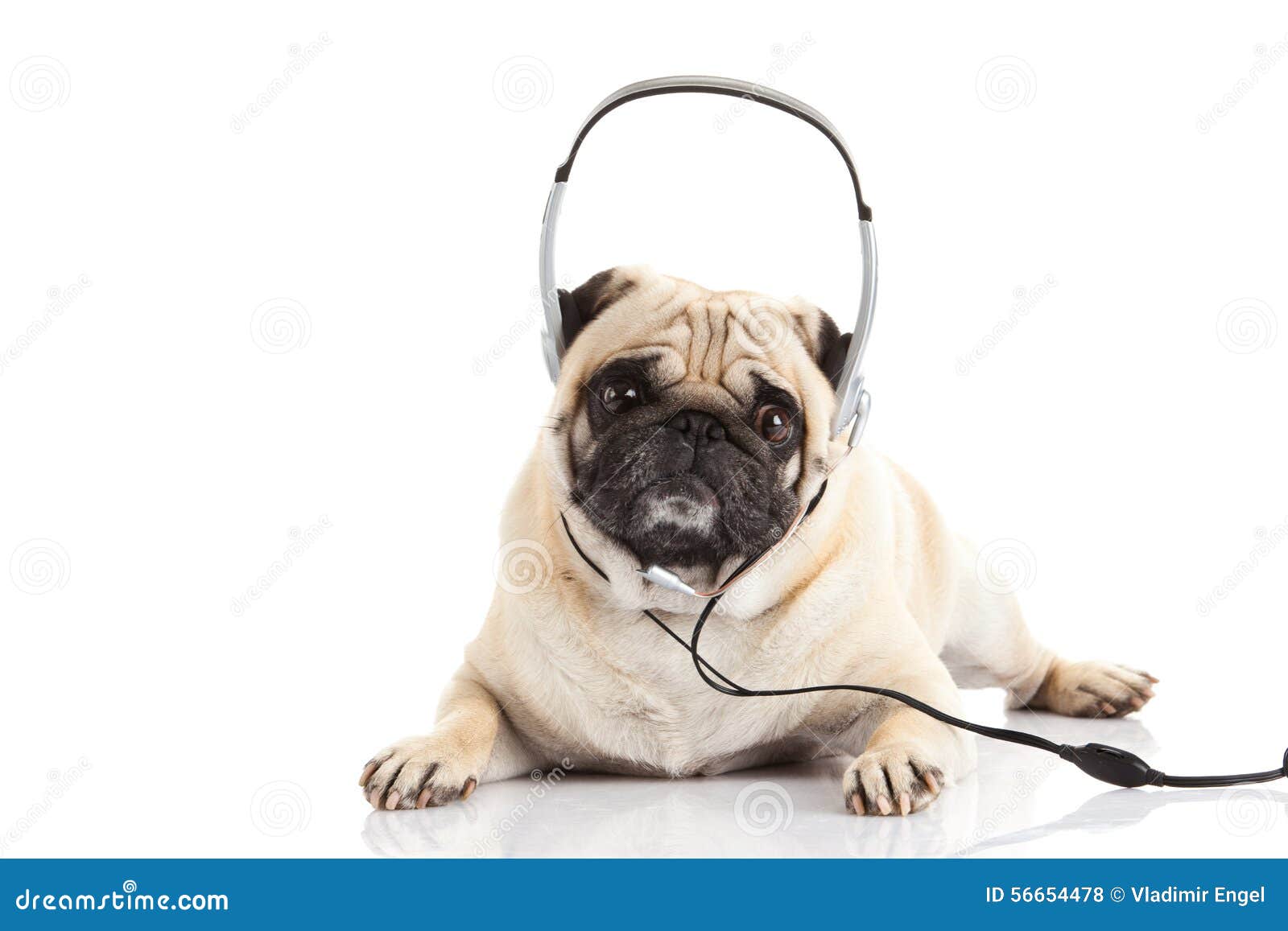 Pug Dog With Headphone Isolated On White Background Callcenter Stock ...