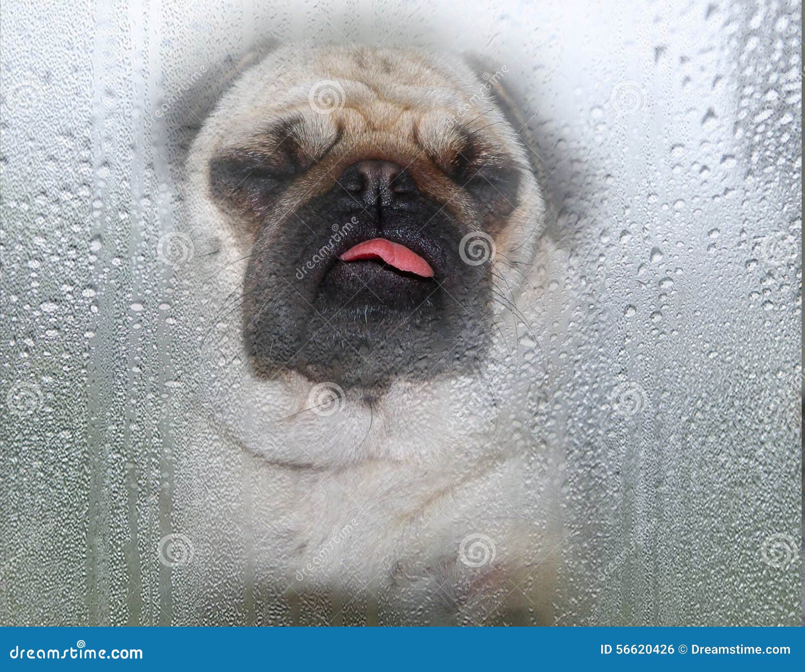 Pug stock photo. Image of lick, glass, window, tongue 56620426