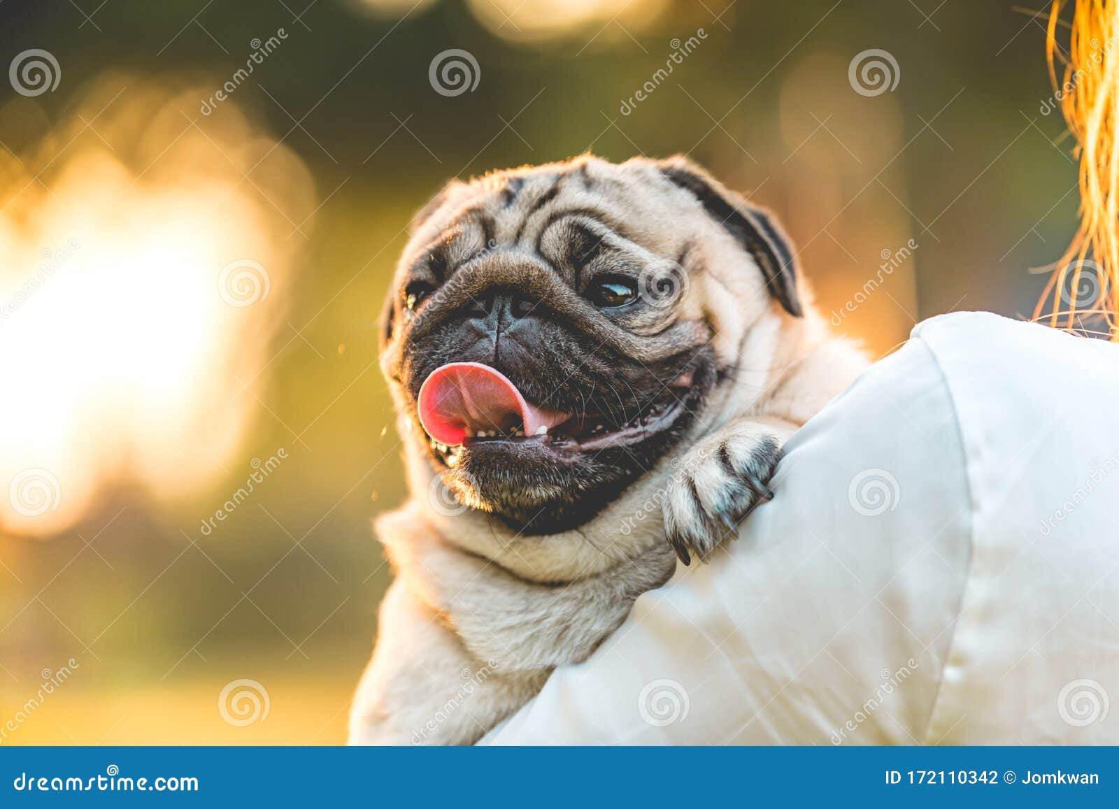 Pug Dog on Owners Hands so Happiness and Comfortable with Sun Set Light