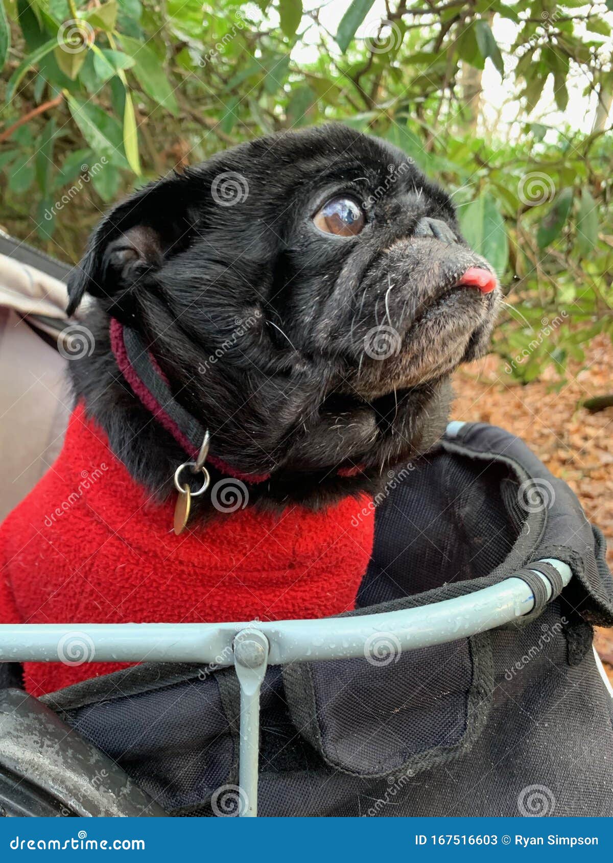 pug in a pram