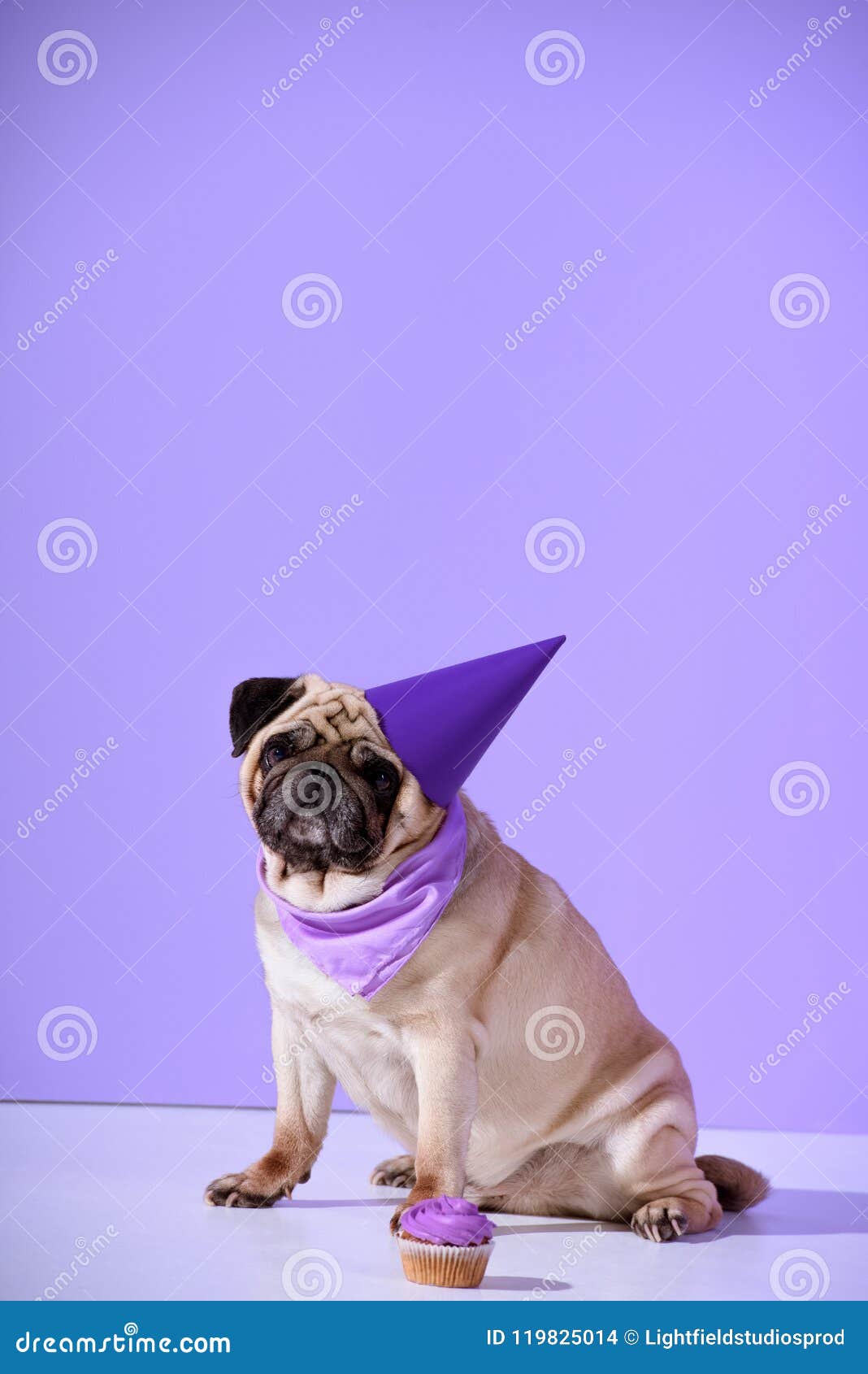 1,085 Dog Pug Birthday Stock Photos - Free & Royalty-Free Stock Photos from  Dreamstime