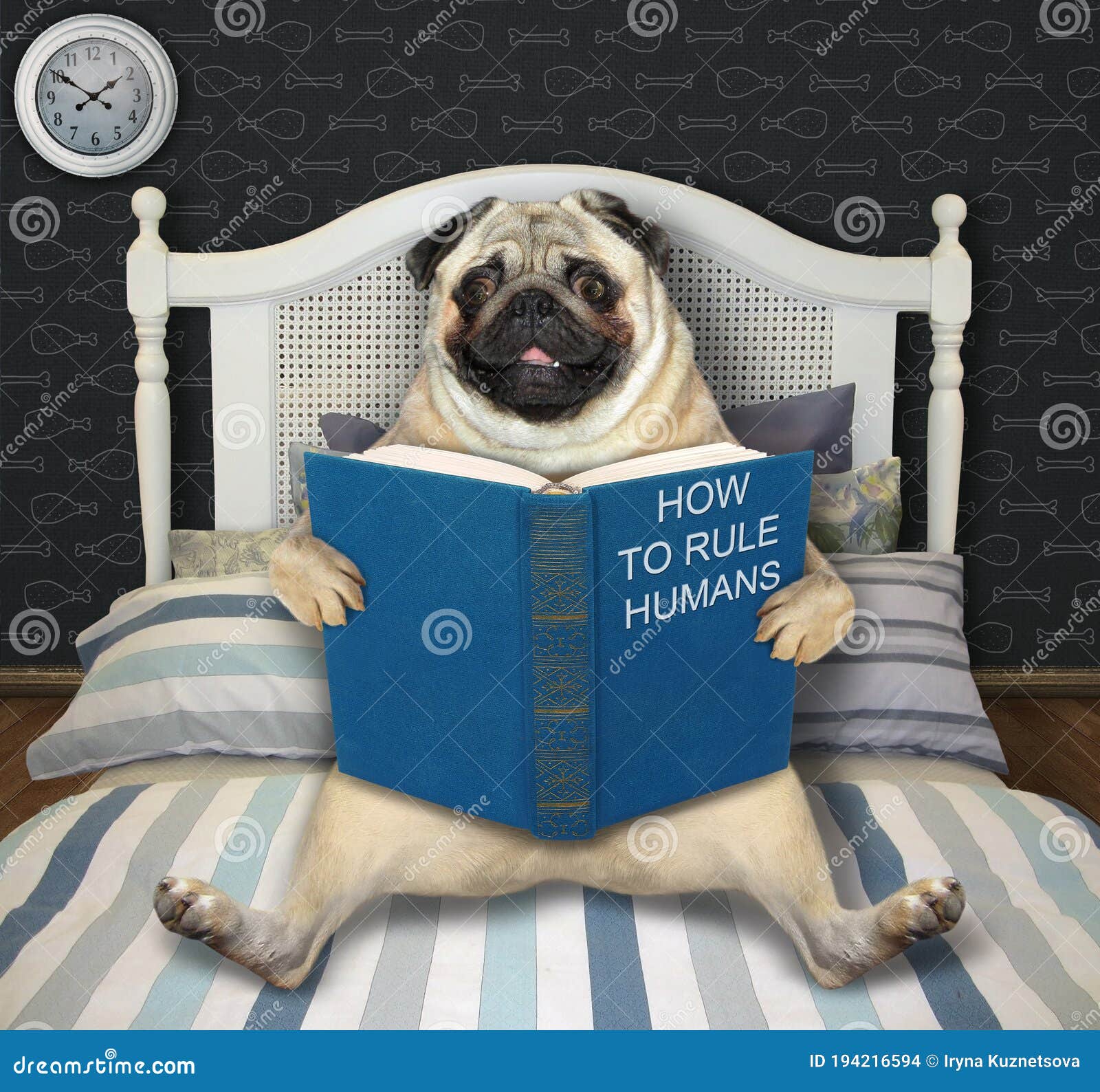 Pug Reading Funny Book in Bed Stock Photo - Image of sitting, human:  194216594