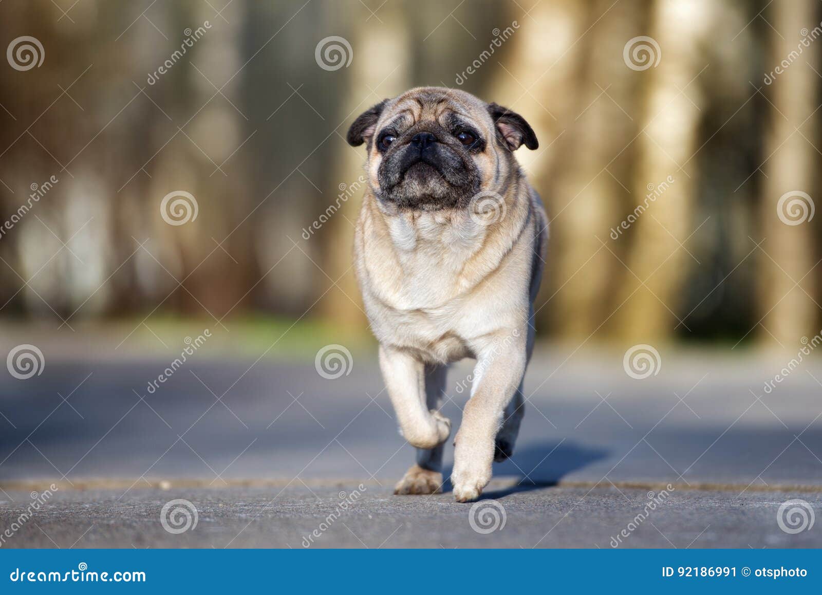 Pug dog running outdoors stock image. Image of beauty 92186991