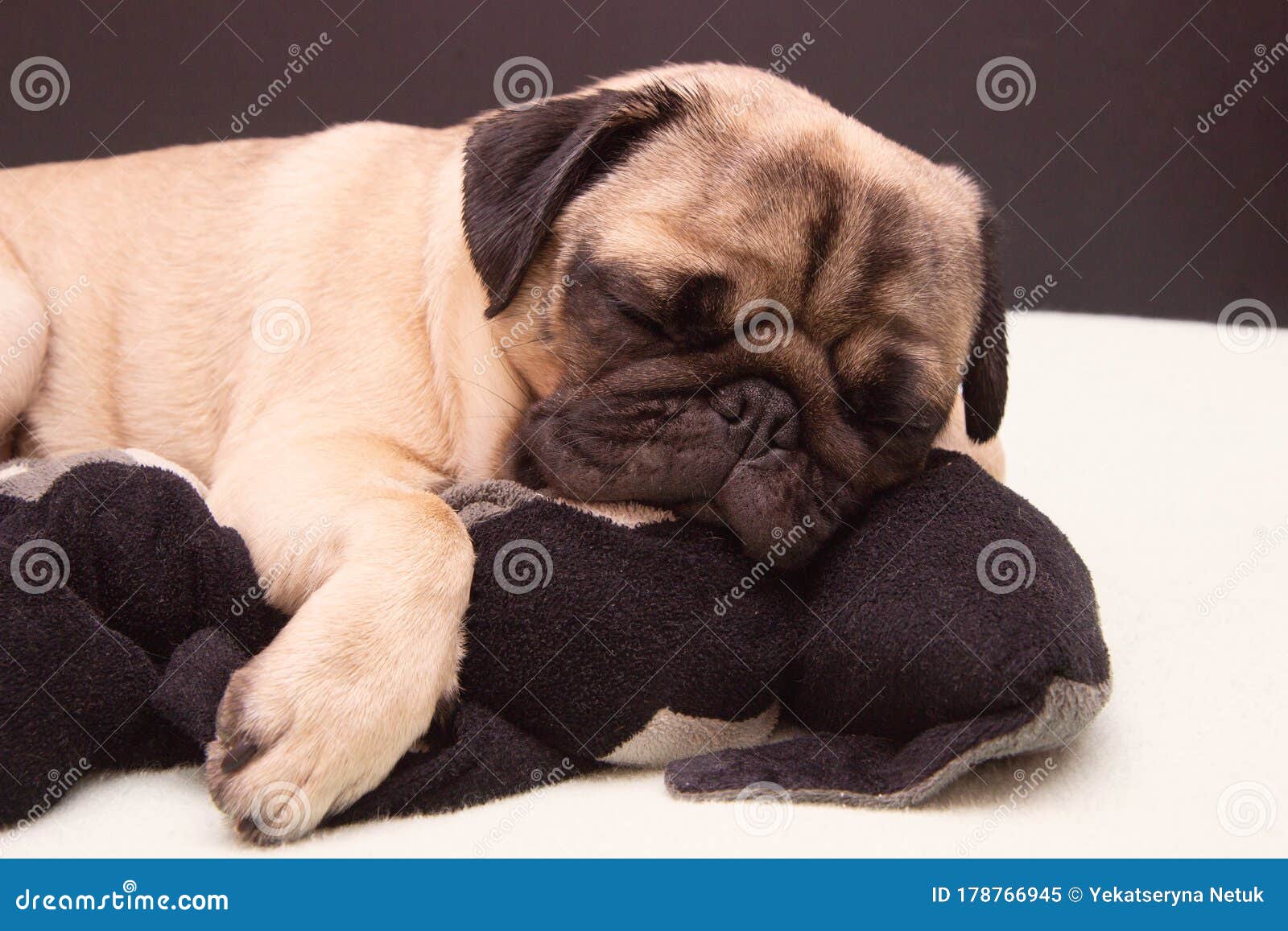 pug sleeping in bed