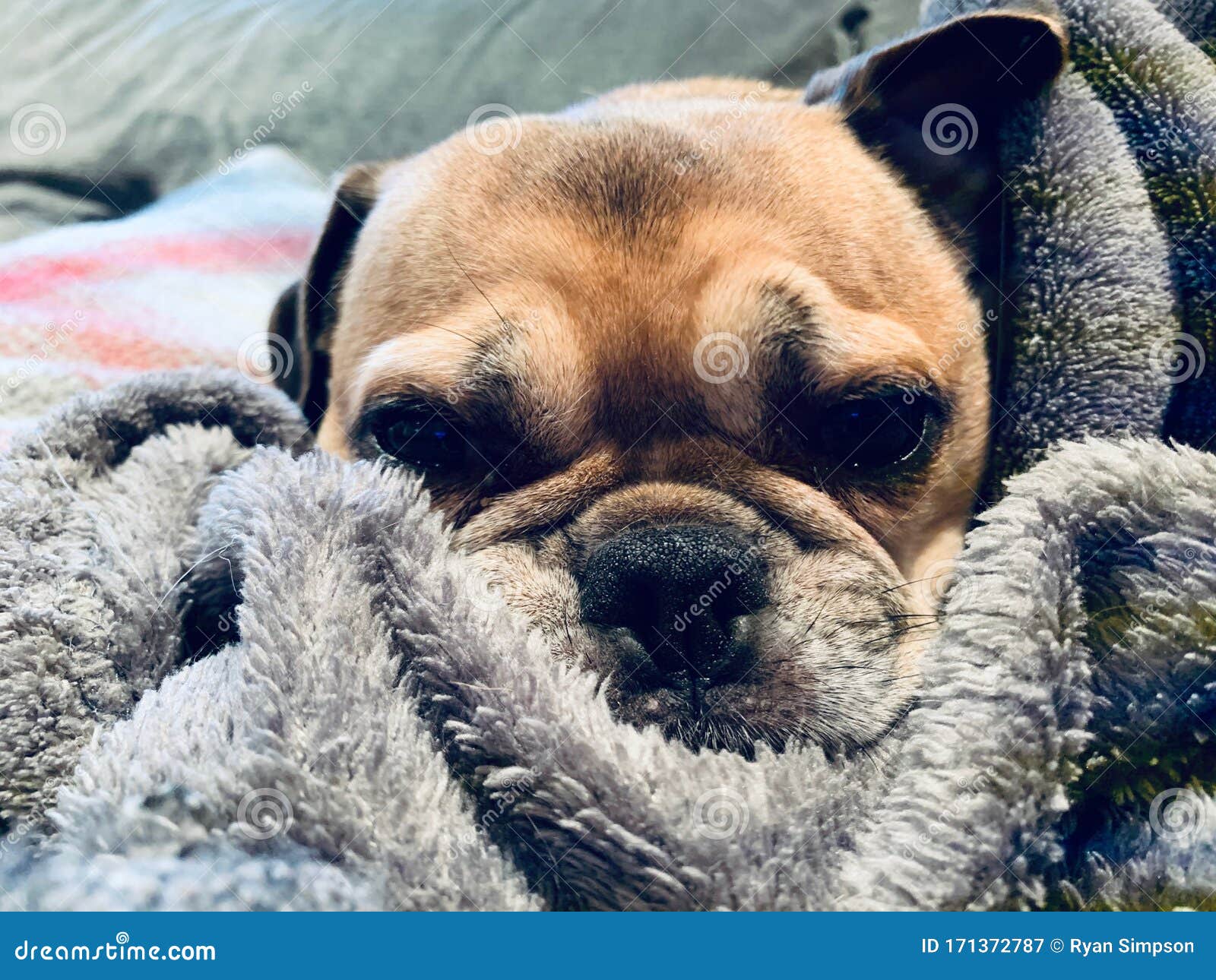 pug dog snug on blanket close up
