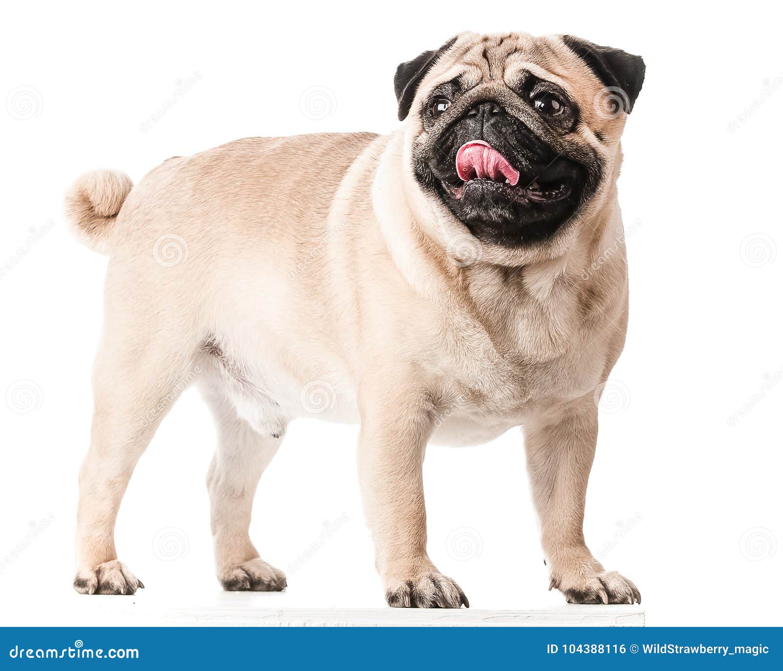 Pug, the Dog Stands on Four Legs and Looks Very Funny. Stock Photo - Image of looking, canine: 104388116 Pug, the Dog Stands on Four Legs and Looks Very Funny. Stock Photo - Image of looking, canine: 104388116