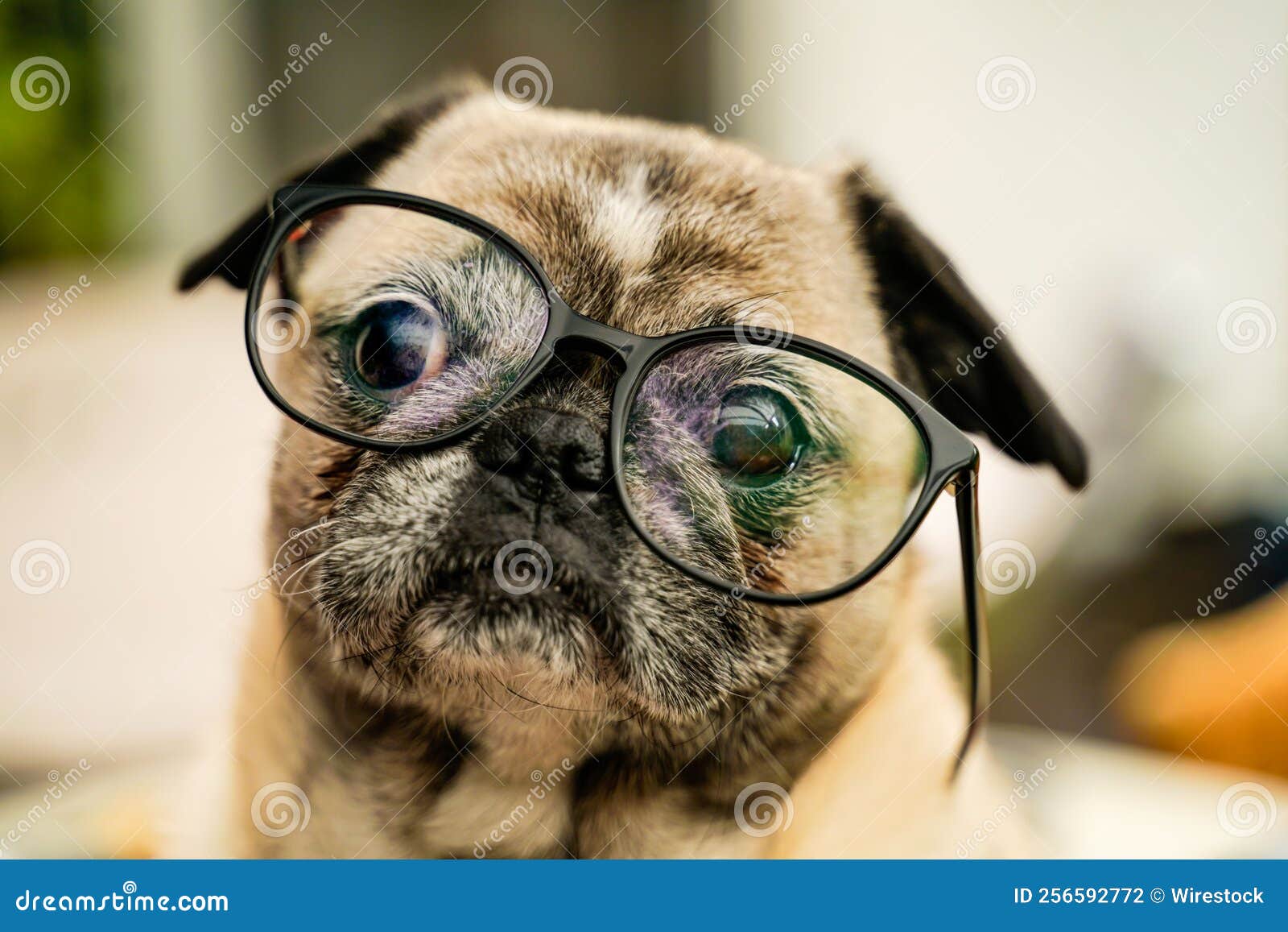 Pug dog wearing a glasses stock photo. Image of nature 256592772