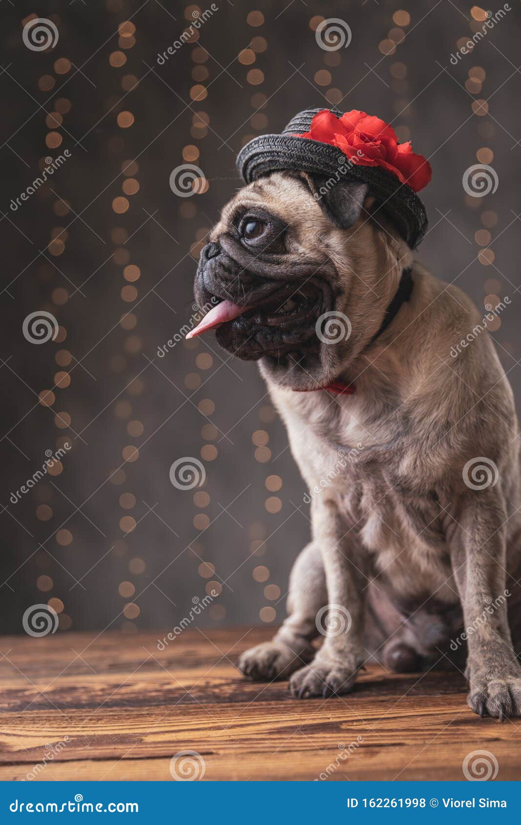 Pug Dog Wearing Hat Sitting and Sticking Out His Tongue Stock Photo ...