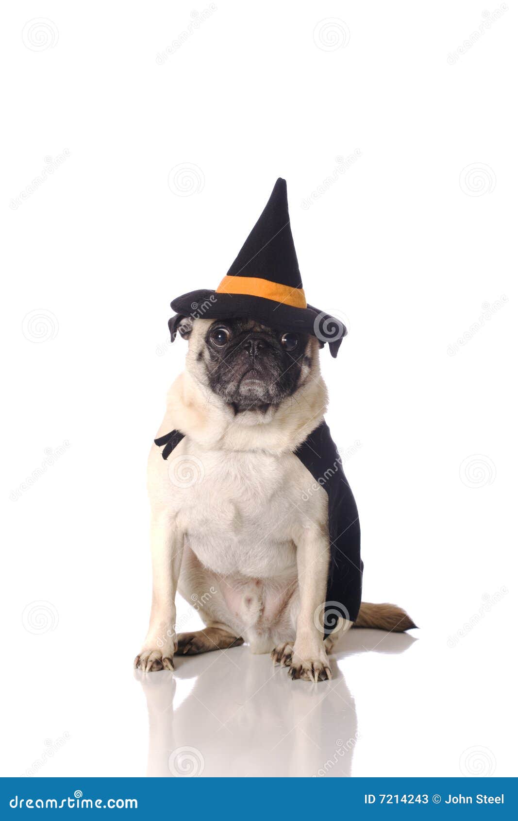 Pug Dog In Witch Costume Stock Photos - Image: 7214243 Pug Dog In Witch Costume Stock Photos - Image: 7214243