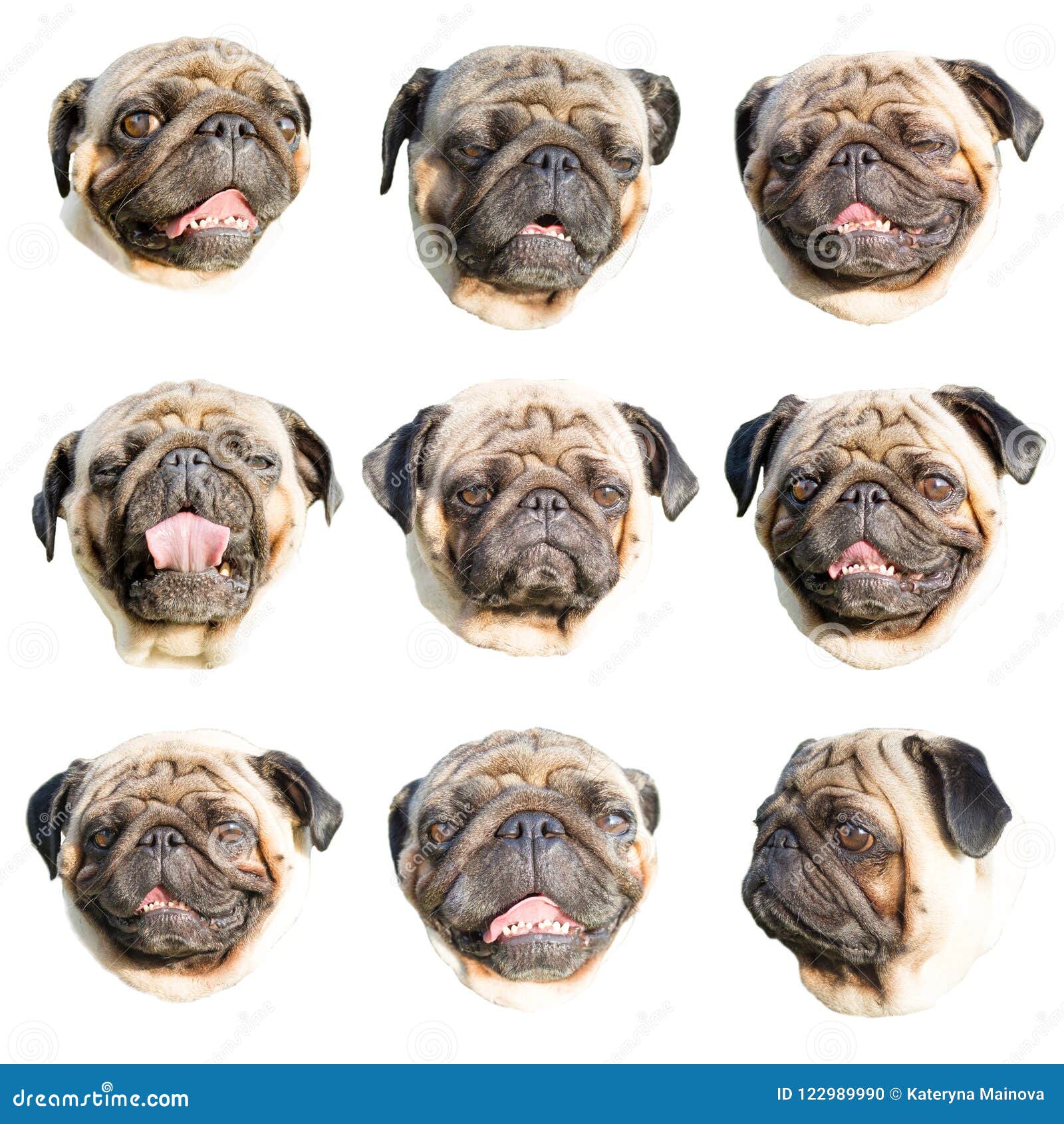 Pug Emoji. Set Of Portraits Of A Pug Dog With Different Muzzle