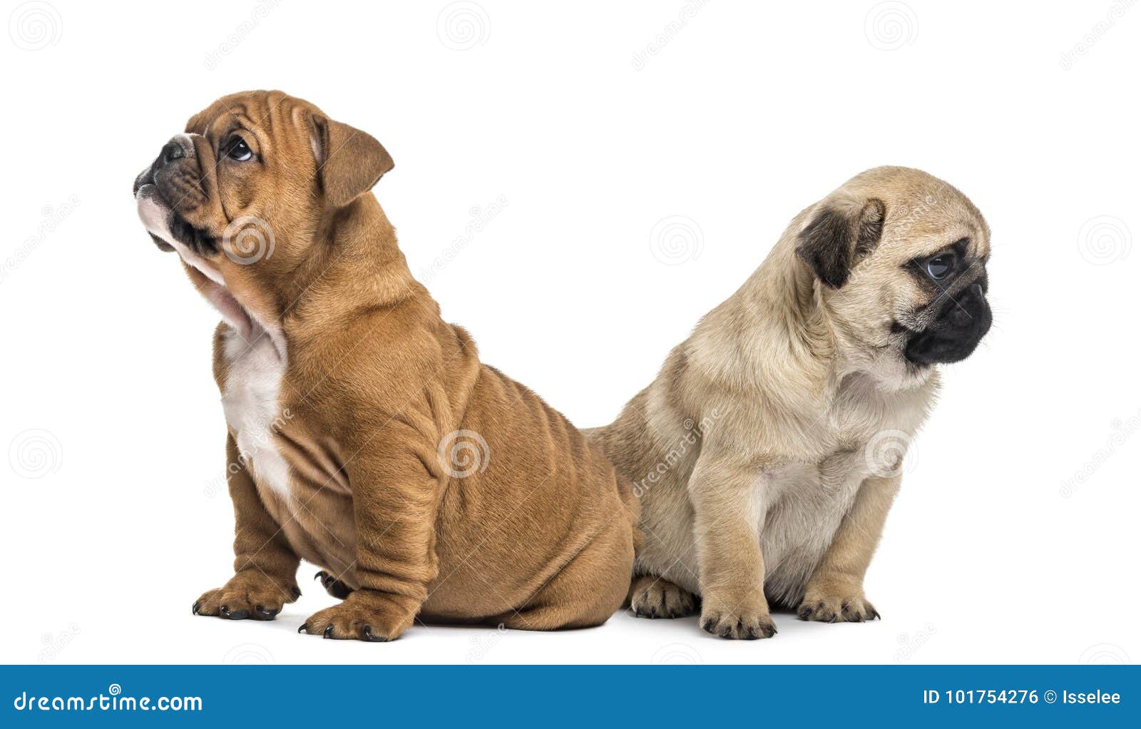 Pug and English Bulldog Pup, Isolated Stock Photo - Image of studio ...