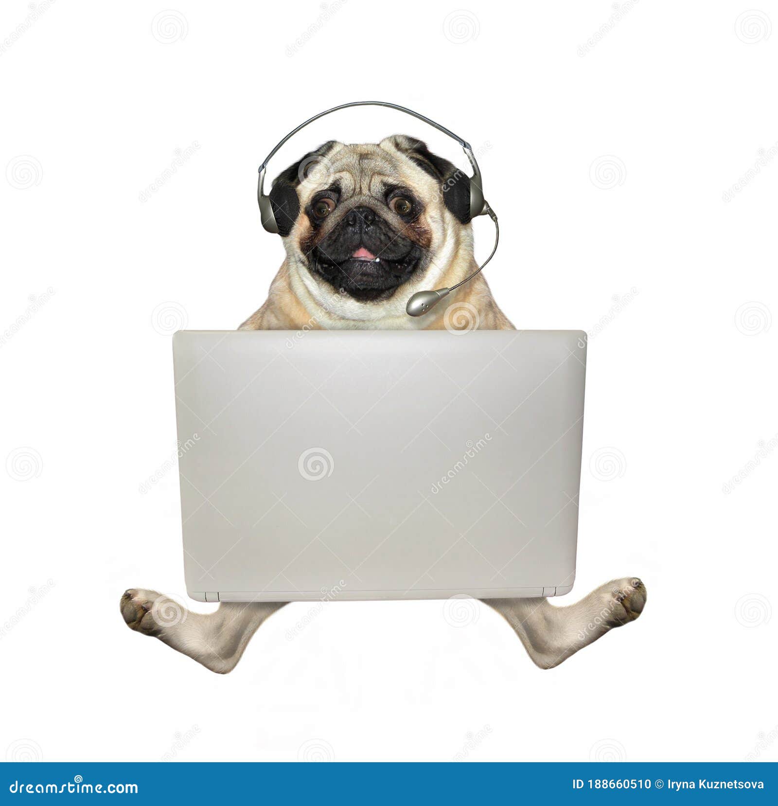 Pug in Headphones Works with Laptop Stock Photo - Image of internet ...