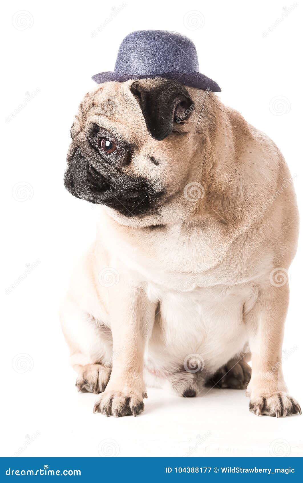 Pug, Hund im Hut sitzt, stockbild. Bild von sitzt, hund 104388177