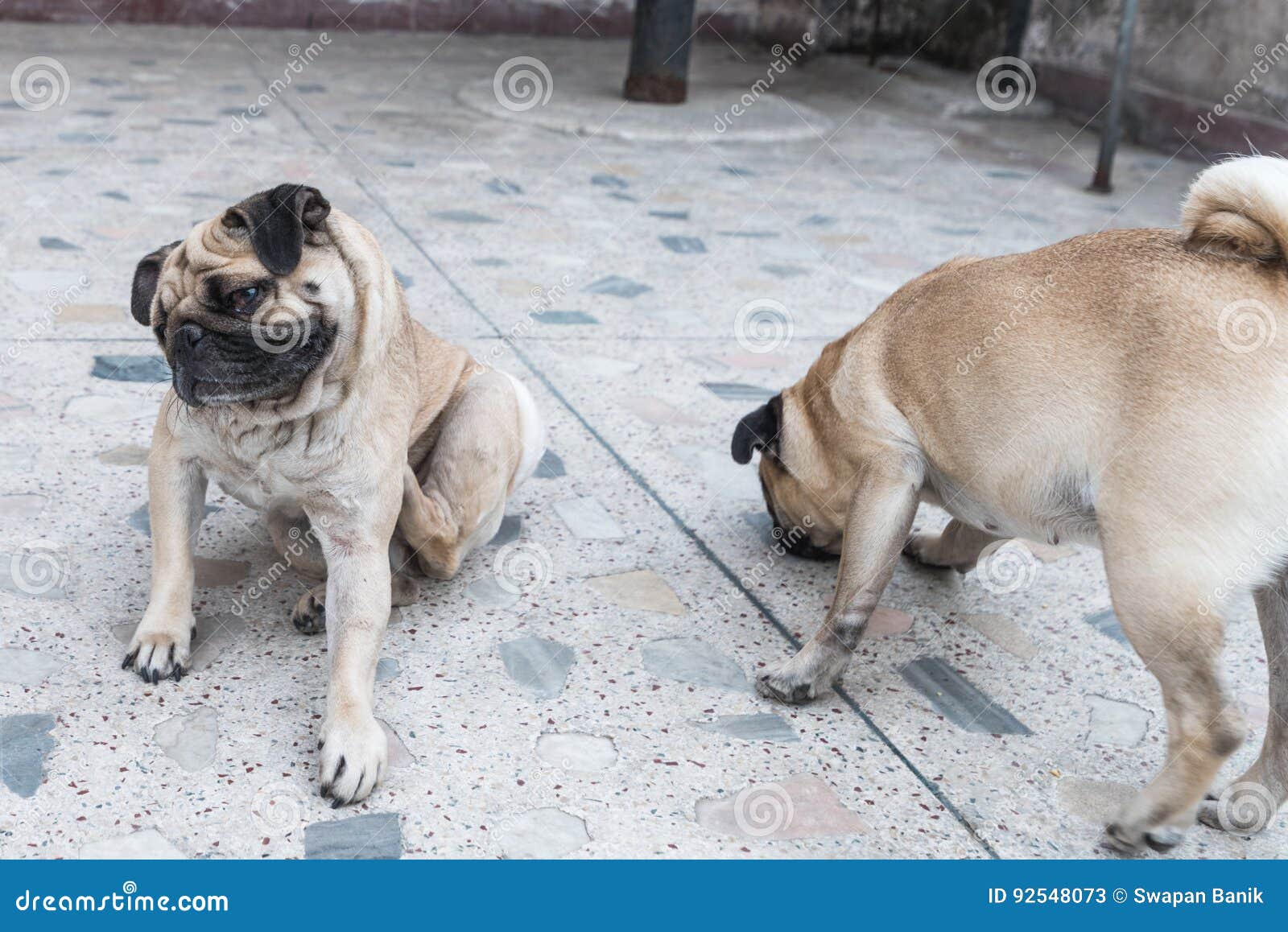 Zwei stehende Pug-Hunde während eins von ihnen Reinigung