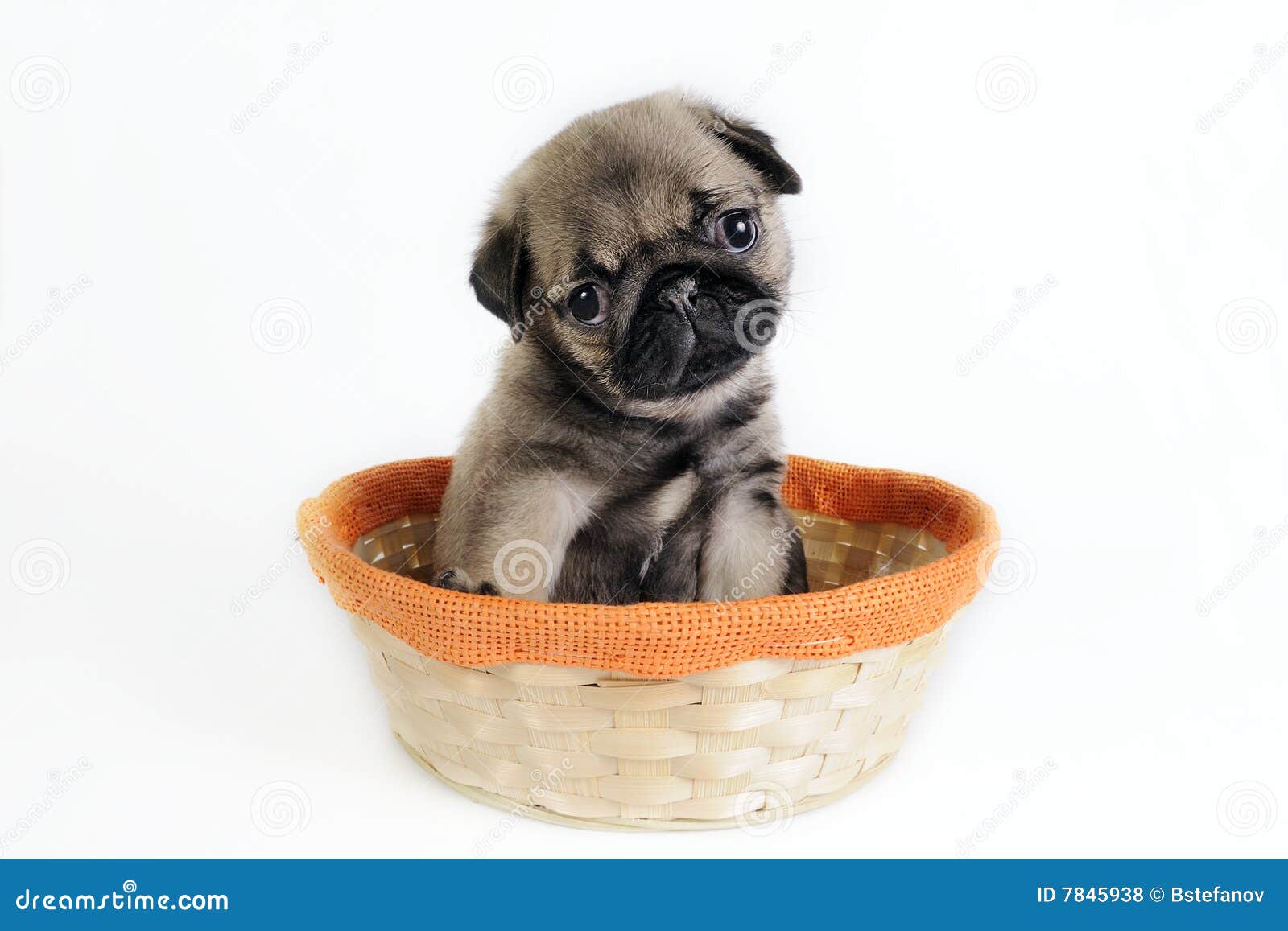 Pug puppy in basket. stock photo. Image of white, friend 7845938