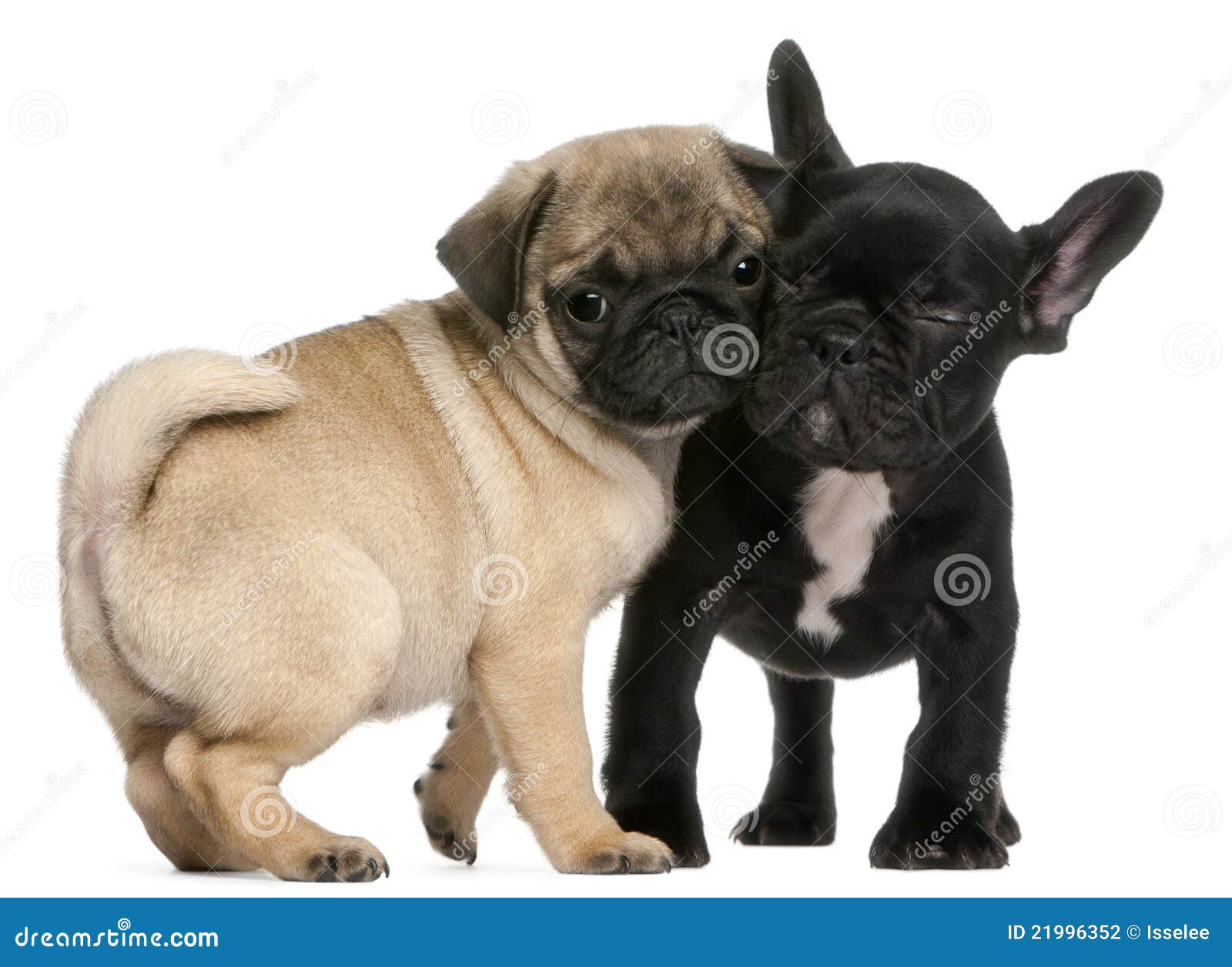 Pug Puppy and French Bulldog Puppy, 8 Weeks Old Stock Photo - Image of ...