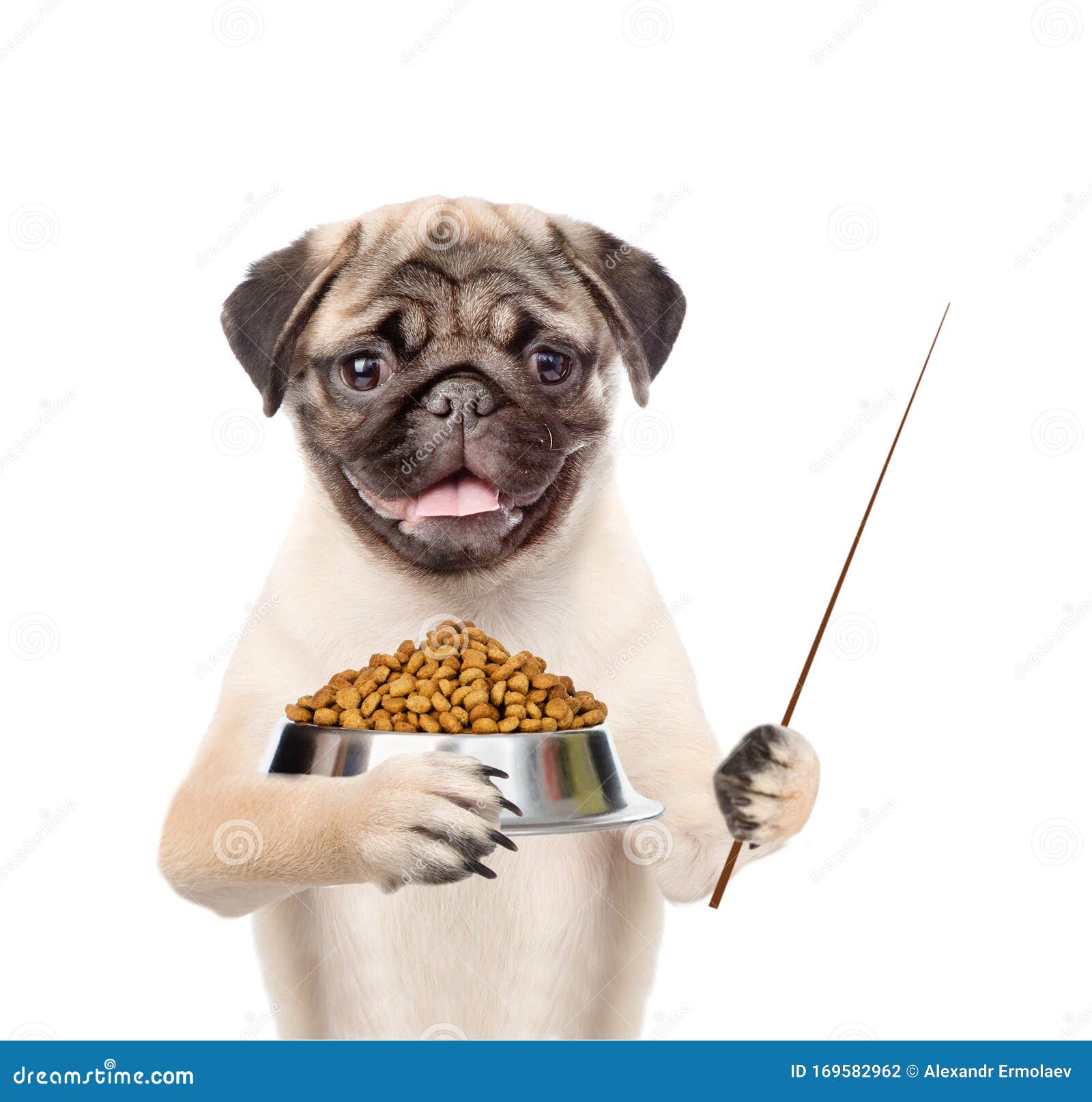 Pug Puppy Holding Bowl Of Dry Dog Food And Pointer Stick. Isolated On