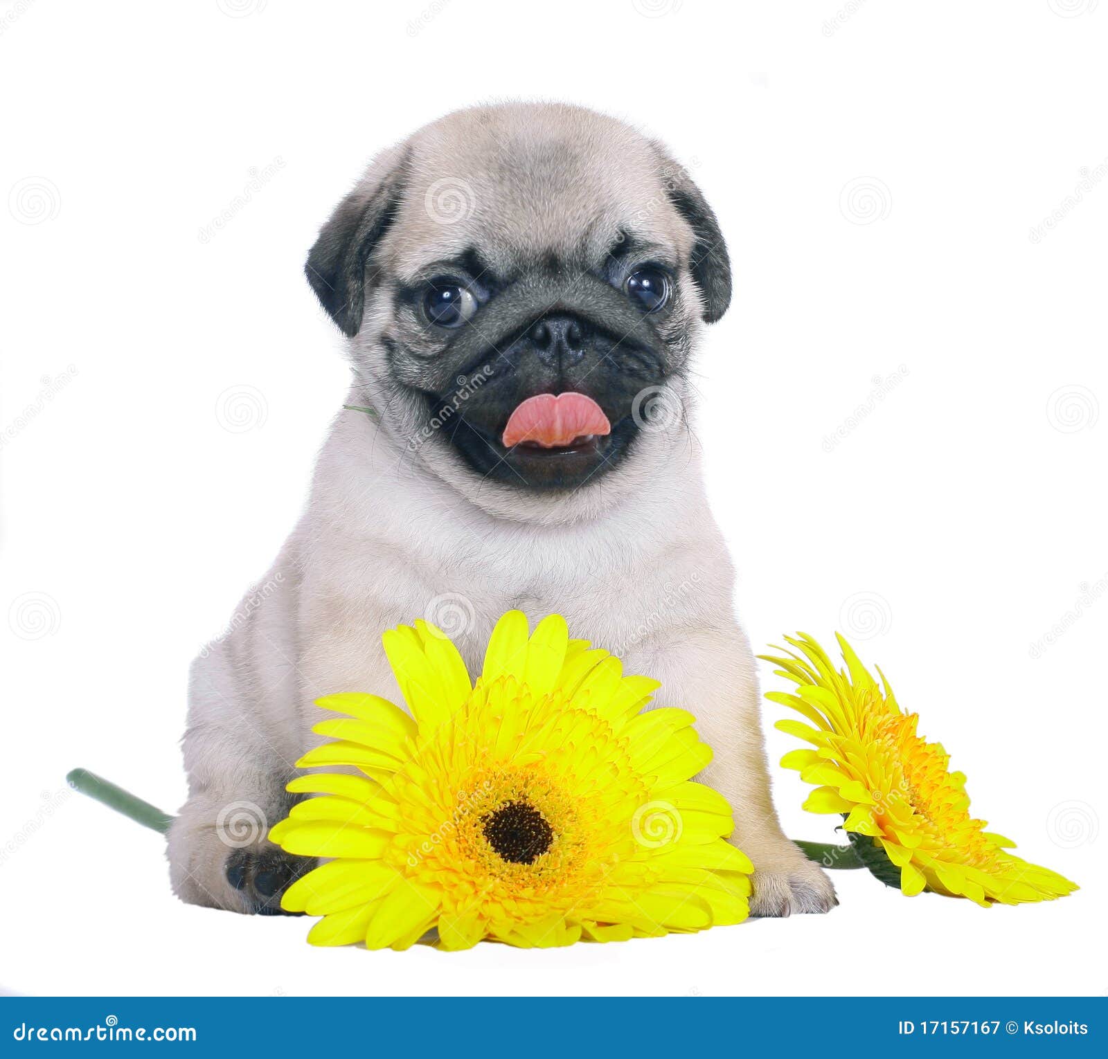 Pug Puppy with Yellow Chrysanthemums. Stock Image Image of background