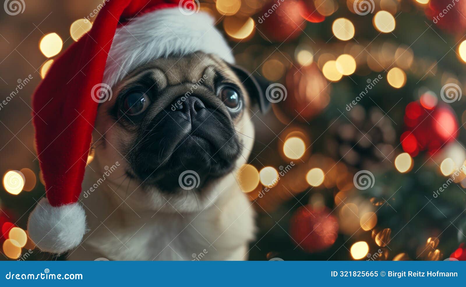 pug with santa clause cap