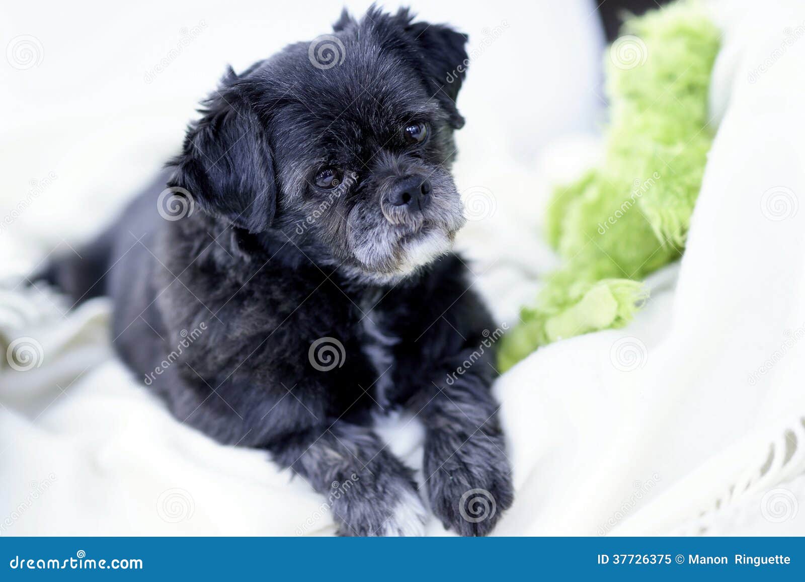 Cute Pug Shih Tzu Mix Puppies